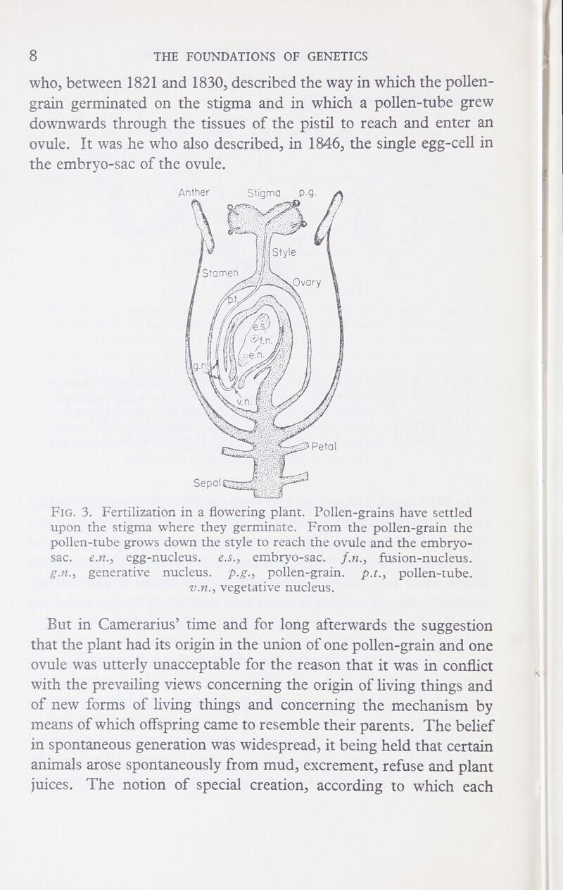 8 THE FOUNDATIONS OF GENETICS who, between 1821 and 1830, described the way in which the pollen- grain germinated on the stigma and in which a pollen-tube grew downwards through the tissues of the pistil to reach and enter an ovule. It was he who also described, in 1846, the single egg-cell in the embryo-sac of the ovule. pollen-rube grows down the style to reach the ovule and the embryo- sac. ем.^ egg-nucleus. e.5.j embryo-sac. f.n., fusion-nucleus. g.n., generative nucleus, p.g., pollen-grain, p.t.^ pollen-tube. v.n.^ vegetative nucleus. But in Camerarius' time and for long afterwards the suggestion that the plant had its origin in the union of one pollen-grain and one ovule was utterly unacceptable for the reason that it was in conflict with the prevailing views concerning the origin of living things and of new forms of living things and concerning the mechanism by means of which offspring came to resemble their parents. The belief in spontaneous generation was widespread, it being held that certain animals arose spontaneously from mud, excrement, refuse and plant juices. The notion of special creation, according to which each