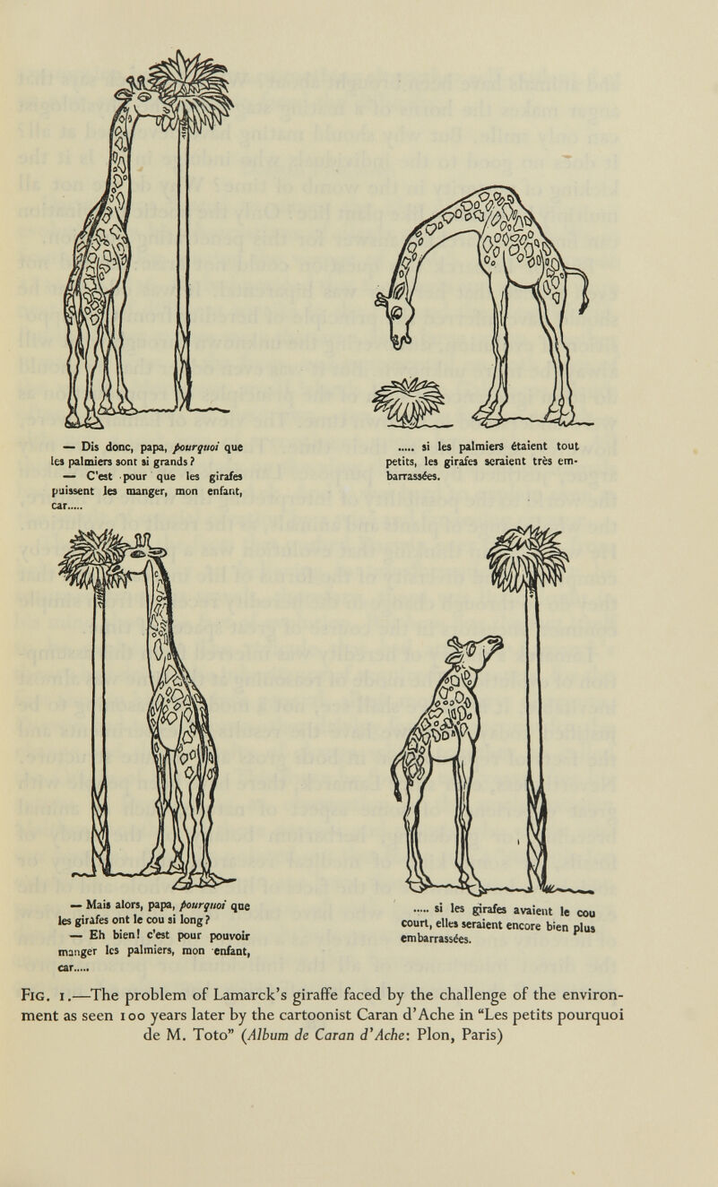 — Dis donc, papa, pourquoi que les palmiers sont si grands ? — C'est • pour que les girafes puissent les manger, mon enfant, car  si les palmiers étaient tout petits, les girafes seraient très em¬ barrassées. — Mais alors, papa, pourquoi que les girafes ont le cou si long ? — Eh bien! c'est pour pouvoir manger les palmiers, mon enfant, car ..... si les girafes avaient le cou court, elles seraient encore bien plus embarrassées. Fig. i.—The problem of Lamarck's giraffe faced by the challenge of the environ¬ ment as seen loo years later by the cartoonist Caran d'Ache in Les petits pourquoi de M. Toto (Album de Caran d'Ache: Pion, Paris)