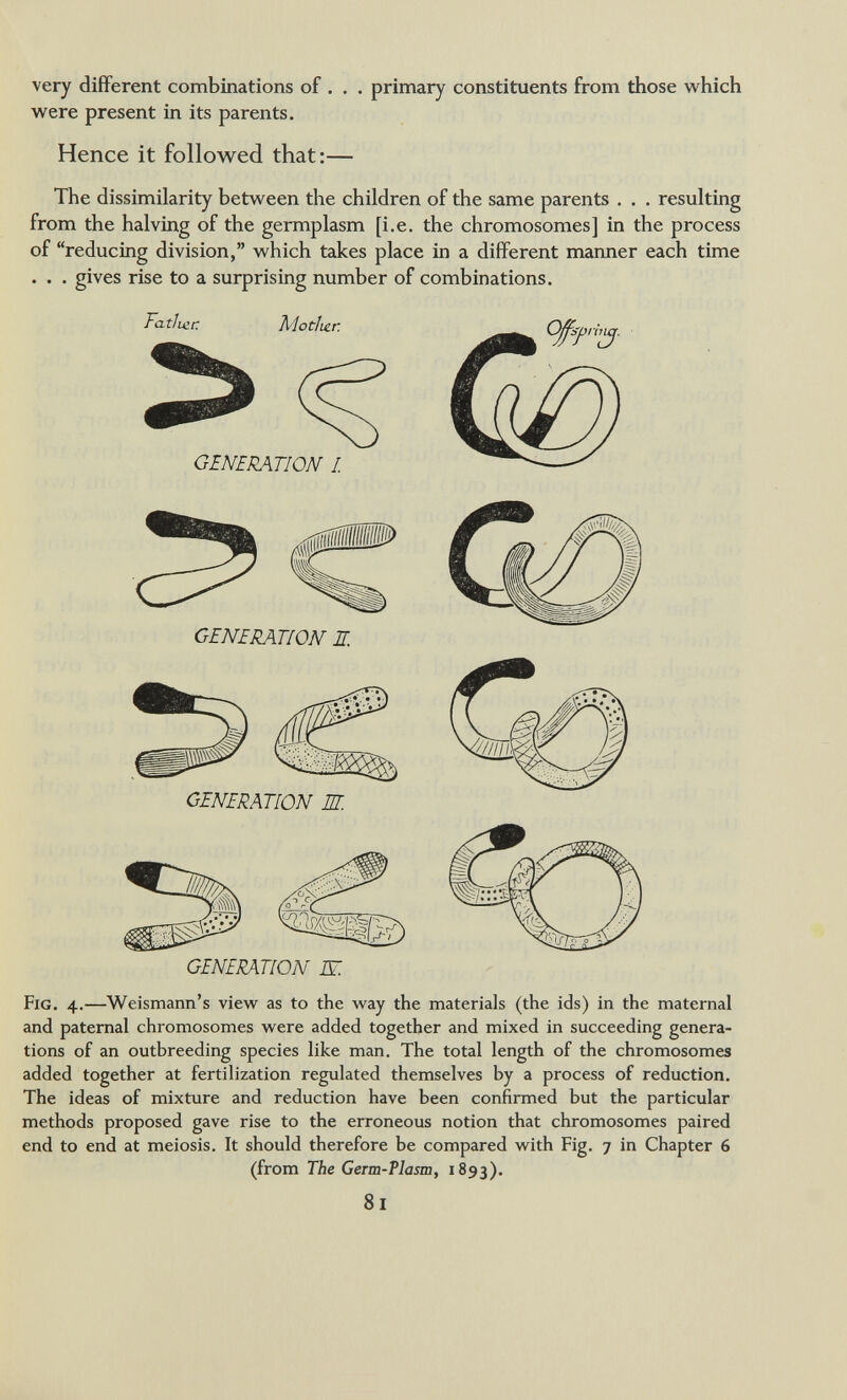 very different combinations of . . . primary constituents from those which were present in its parents. Hence it followed that:- The dissimilarity between the children of the same parents . . . resulting from the halving of the germplasm [i.e. the chromosomes] in the process of reducing division, which takes place in a different manner each time . . . gives rise to a surprising number of combinations. Fath Lcr. Mother. GENERATION I. GENERATION Л. GENERATION Ш. GENERATION Ж Fig. 4.—Weismann's view as to the way the materials (the ids) in the maternal and paternal chromosomes were added together and mixed in succeeding genera¬ tions of an outbreeding species like man. The total length of the chromosomes added together at fertilization regulated themselves by a process of reduction. The ideas of mixture and reduction have been confirmed but the particular methods proposed gave rise to the erroneous notion that chromosomes paired end to end at meiosis. It should therefore be compared with Fig. 7 in Chapter 6 (from The Germ-Plasm, 1893). 81
