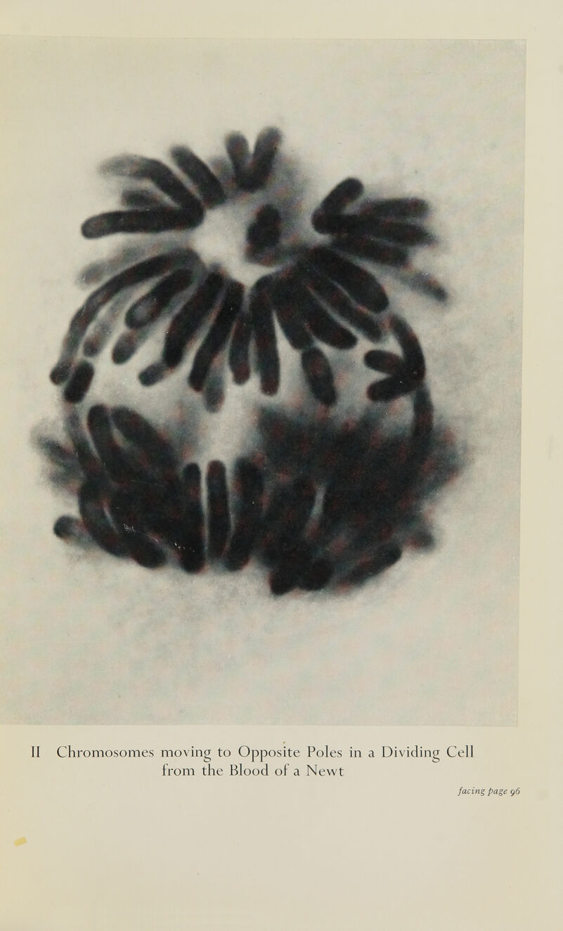 Chromosomes moving to Opposite Poles in a Dividing Cell from the Blood of a Newt facing page ç6