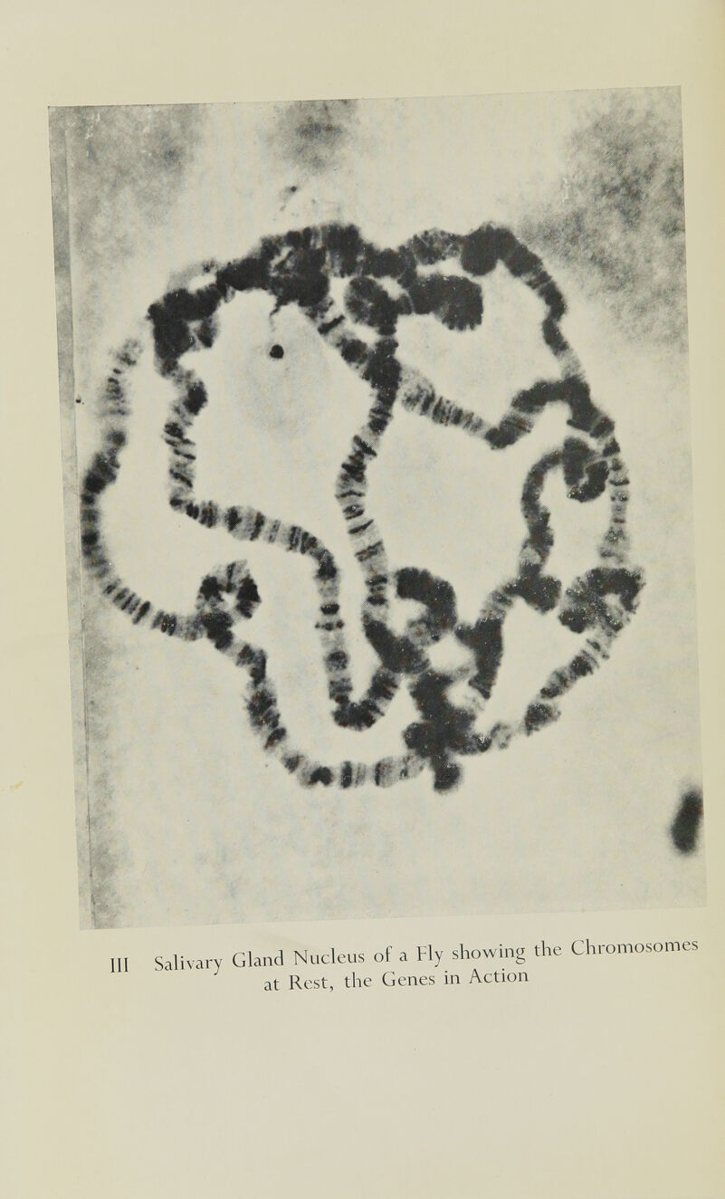 III Salivary Gland Nucleus of a Fly showing the Chromosomes at Rest, the Genes in Action