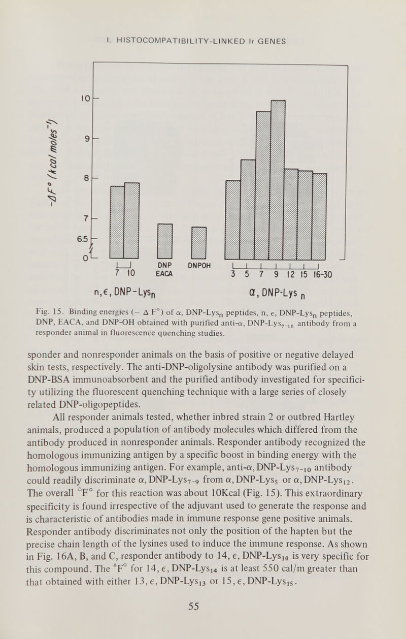 I. HISTOCOMPATIBILITY-LINKED Ir GENES 10 8 9 к 7 6.5 J I DNP DNPOH 7 10 EACA 3 5 7 9 12 15 16-30 n,€, DNP-LySp a, DNP-Lys p Fig. 15. Binding energies (- Д F°) of a, ONP-Lys^ peptides, n, e, DNP-LySn peptides, DNP, EACA, and DNP-OH obtained with purified anti-a, DNP-Lys,.,^ antibody from a responder animal in fluorescence quenching studies. spender and nonresponder animals on the basis of positive or negative delayed skin tests, respectively. The anti-DNP-oligolysine antibody was purified on a DNP-BSA immunoabsorbent and the purified antibody investigated for specifici¬ ty utilizing the fluorescent quenching technique with a large series of closely related DNP-oHgopeptides. All responder animals tested, whether inbred strain 2 or outbred Hartley animals, produced a population of antibody molecules which differed from the antibody produced in nonresponder animals. Responder antibody recognized the homologous immunizing antigen by a specific boost in binding energy with the homologous immunizing antigen. For example, anti-a, DNP-LySv-io antibody could readily discriminate a, DNP-Lys7-9 from a, DNP-Lyss or a, DNP-Lys^. The overall ^F° for this reaction was about lOKcal (Fig. 15). This extraordinary specificity is found irrespective of the adjuvant used to generate the response and is characteristic of antibodies made in immune response gene positive animals. Responder antibody discriminates not only the position of the hapten but the precise chain length of the lysines used to induce the immune response. As shown in Fig. 16A, B, and C, responder antibody to 14, e, DNP-Lys,4 is very specific for this compound. The F for 14, e, DNP-Lys^ is at least 550 cal/m greater than that obtained with either 13, e, DNP-Lys 13 or 15, e, DNP-Lys is. 55