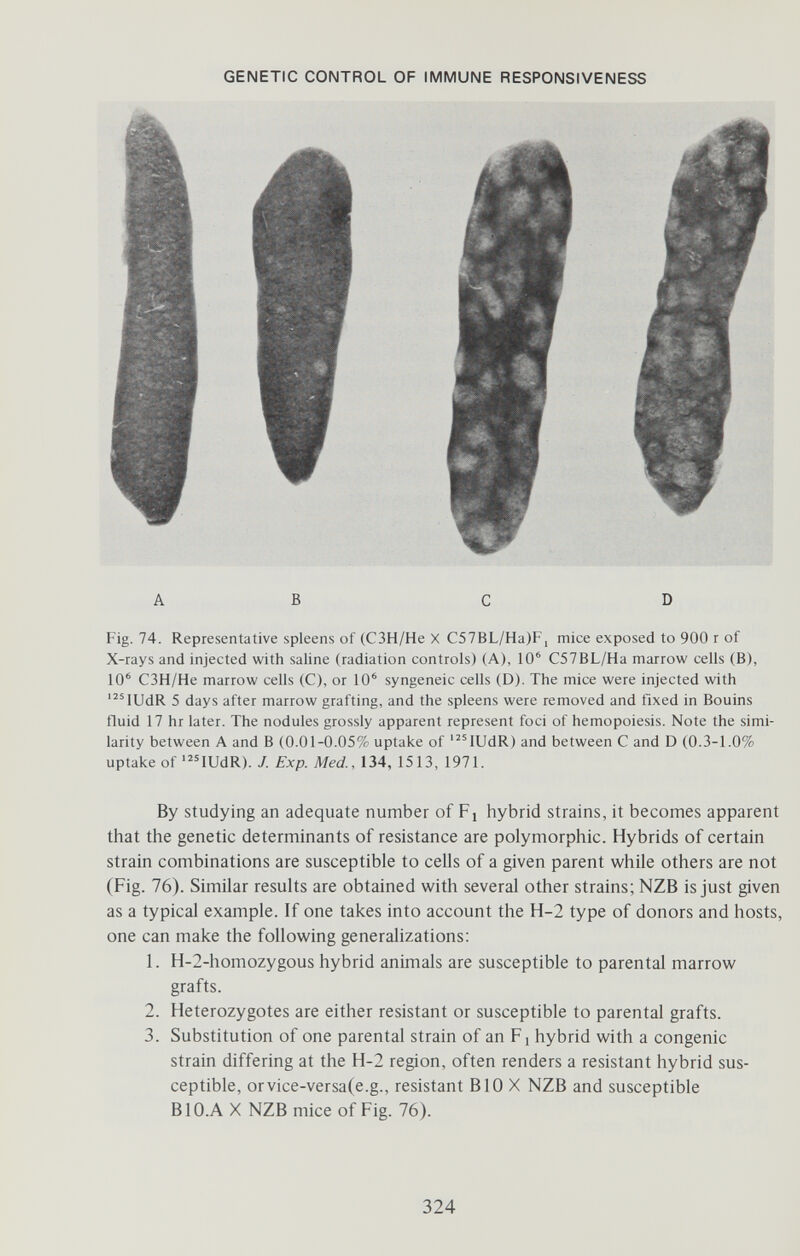 GENETIC CONTROL OF IMMUNE RESPONSIVENESS AB С D Fig. 74. Representative spleens of (C3H/He X C57BL/Ha)F, mice exposed to 900 г of X-rays and injected with saline (radiation controls) (A), 10' C57BL/Ha marrow cells (B), 10' C3H/He marrow cells (C), or 10' syngeneic cells (D). The mice were injected with '^''lUdR 5 days after marrow grafting, and the spleens were removed and fixed in Bouins fluid 17 hr later. The nodules grossly apparent represent foci of hemopoiesis. Note the simi¬ larity between A and В (0.01-0.05% uptake of '^^lUdR) and between С and D (0.3-1.0% uptake of 'lUdR). J. Exp. Med., 134, 1513, 1971. By Studying an adequate number of Fj hybrid strains, it becomes apparent that the genetic determinants of resistance are polymorphic. Hybrids of certain strain combinations are susceptible to cells of a given parent while others are not (Fig. 76). Similar results are obtained with several other strains; NZB is just given as a typical example. If one takes into account the H-2 type of donors and hosts, one can make the following generalizations: 1. Н-2-homozygous hybrid animals are susceptible to parental marrow grafts. 2. Heterozygotes are either resistant or susceptible to parental grafts. 3. Substitution of one parental strain of an F i hybrid with a congenie strain differing at the H-2 region, often renders a resistant hybrid sus¬ ceptible, orvice-versa(e.g., resistant BIO X NZB and susceptible В10.A X NZB mice of Fig. 76). 324