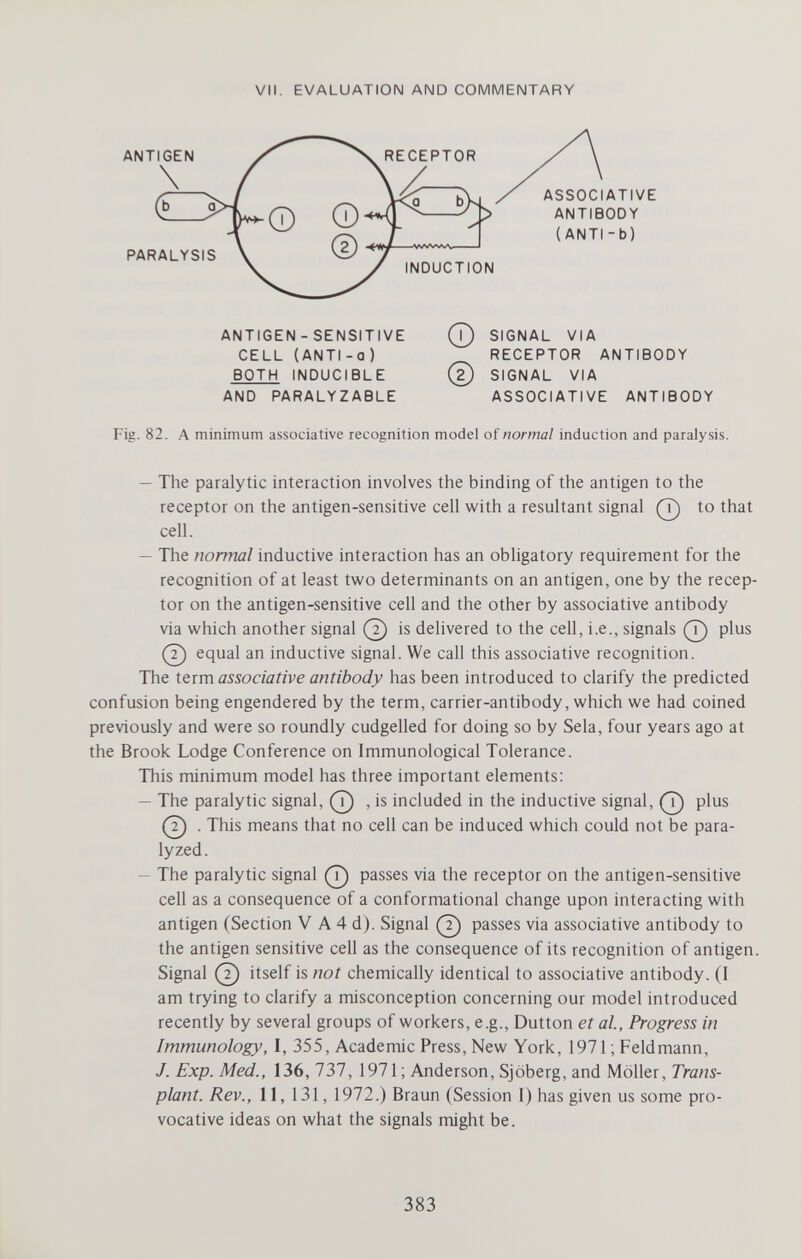 VII. EVALUATION AND COMMENTARY PARALYSIS RECEPTOR INDUCTION ASSOCIATIVE ANTIBODY (ANTI-b) ANTIGEN - SENSITIVE CELL (ANTI-a) BOTH INDUCIBLE AND PARALYZABLE (?) SIGNAL VIA RECEPTOR ANTIBODY (?) SIGNAL VIA ASSOCIATIVE ANTIBODY Fig. 82. A minimum associative recognition model of normal induction and paralysis. — The paralytic interaction involves the binding of the antigen to the receptor on the antigen-sensitive cell with a resultant signal to that cell. — The normal inductive interaction has an obligatory requirement for the recognition of at least two determinants on an antigen, one by the recep¬ tor on the antigen-sensitive cell and the other by associative antibody via which another signal (?) is delivered to the cell, i.e., signals plus (?) equal an inductive signal. We call this associative recognition. The itxm associative antibody has been introduced to clarify the predicted confusion being engendered by the term, carrier-antibody, which we had coined previously and were so roundly cudgelled for doing so by Sela, four years ago at the Brook Lodge Conference on Immunological Tolerance. This minimum model has three important elements: — The paralytic signal, (^ , is included in the inductive signal, (^ plus (^ . This means that no cell can be induced which could not be para¬ lyzed. — The paralytic signal (^ passes via the receptor on the antigen-sensitive cell as a consequence of a conformational change upon interacting with antigen (Section V A 4 d). Signal (^ passes via associative antibody to the antigen sensitive cell as the consequence of its recognition of antigen. Signal (^ itself is not chemically identical to associative antibody. (I am trying to clarify a misconception concerning our model introduced recently by several groups of workers, e.g., Dutton et al. Progress in Immunology, I, 355, Academic Press, New York, 1971 ; Feldmann, J. Exp. Med., 136,131, 1971 ; Anderson, Sjöberg, and Möller, Trans¬ plant. Rev., 11, 131, 1972.) Braun (Session I) has given us some pro¬ vocative ideas on what the signals might be. 383