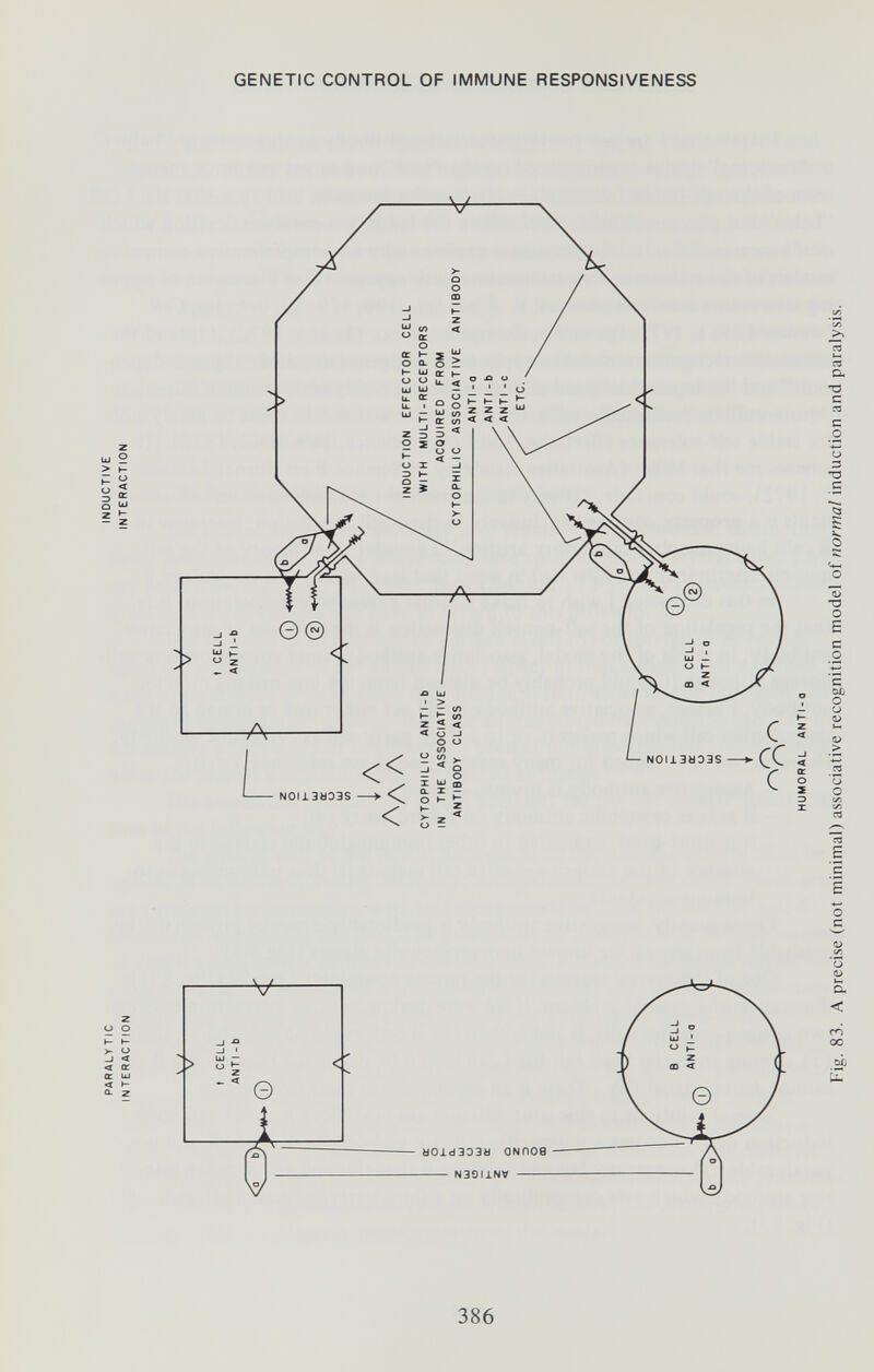 GENETIC CONTROL OF IMMUNE RESPONSIVENESS 386