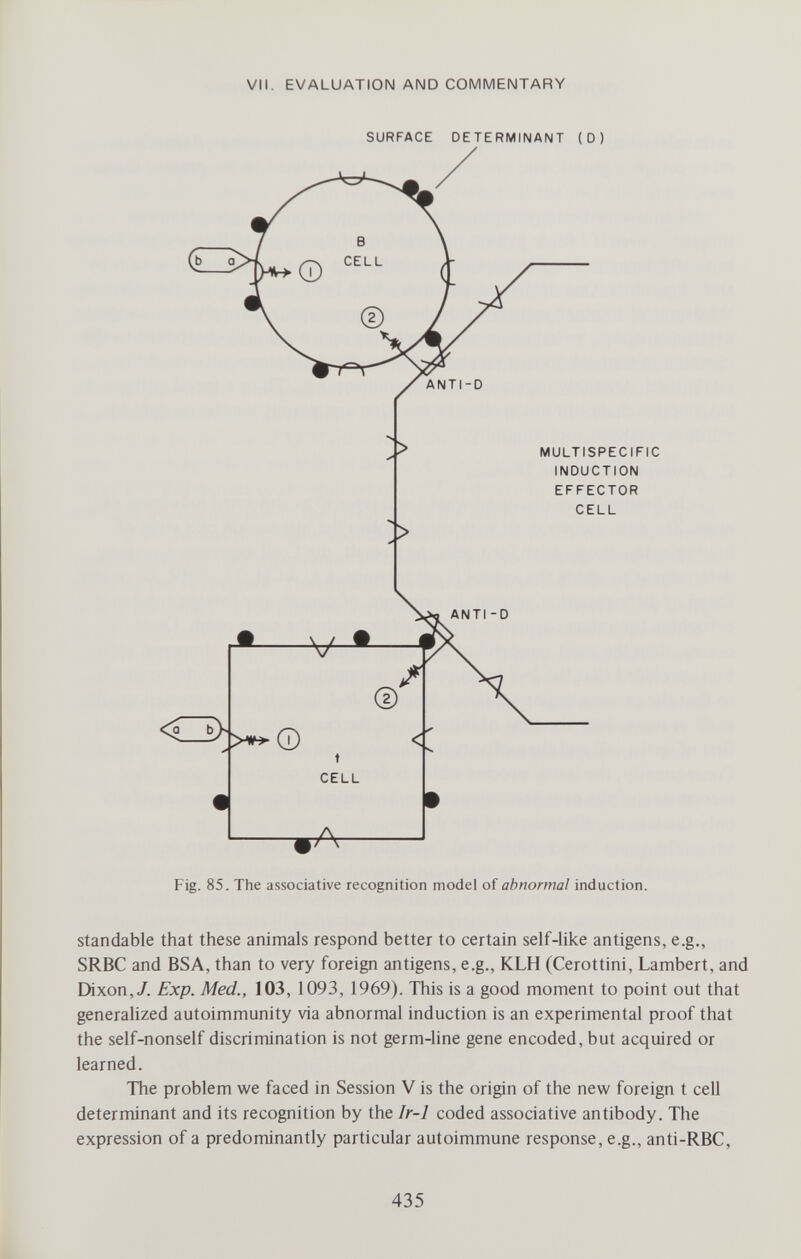 VII. EVALUATION AND COMMENTARY SURFACE DETERMINANT (D) Fig. 85. The associative recognition model of abnormal induction. standable that these animals respond better to certain self-hke antigens, e.g., SRBC and BSA, than to very foreign antigens, e.g., KLH (Cerottini, Lambert, and Dixon,y. Exp. Med., 103, 1093, 1969). This is a good moment to point out that generalized autoimmunity via abnormal induction is an experimental proof that the self-nonself discrimination is not germ-line gene encoded, but acquired or learned. The problem we faced in Session V is the origin of the new foreign t cell determinant and its recognition by the Ir-1 coded associative antibody. The expression of a predominantly particular autoimmune response, e.g., anti-RBC, 435