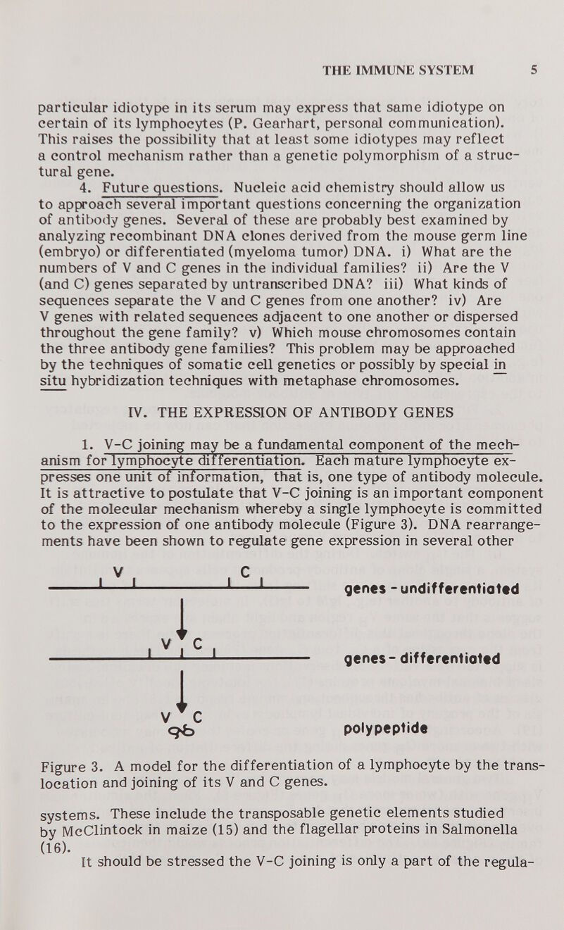 THE IMMUNE SYSTEM 5 particular idiotype in its serum may express that same idiotype on certain of its lymphocytes (P. Gearhart, personal communication). This raises the possibility that at least some idiotypes may reflect a control mechanism rather than a genetic polymorphism of a struc¬ tural gene. 4. Future questions. Nucleic acid chemistry should allow us to approach several important questions concerning the organization of antibody genes. Several of these are probably best examined by analyzing recombinant DNA clones derived from the mouse germ line (embryo) or differentiated (myeloma tumor) DNA. i) What are the numbers of V and С genes in the individual families? ii) Are the V (and C) genes separated by untranscribed DNA? iii) What kinds of sequences separate the V and С genes from one another? iv) Are V genes with related sequences adjacent to one another or dispersed throughout the gene family? v) Which mouse chromosomes contain the three antibody gene families? This problem may be approached by the techniques of somatic cell genetics or possibly by special in situ hybridization techniques with metaphase chromosomes. IV. THE EXPRESSION OF ANTIBODY GENES 1. V-C joining may be a fundamental component of the mech¬ anism for lymphocyte differentiation. Each mature lymphocyte ex¬ presses one unit of information, that is, one type of antibody molecule. It is attractive to postulate that V-C joining is an important component of the molecular mechanism whereby a single lymphocyte is committed to the expression of one antibody molecule (Figure 3). DNA rearrange¬ ments have been shown to regulate gene expression in several other genes - undifferentiated genes - differentiated polypeptide Figure 3. A model for the differentiation of a lymphocyte by the trans¬ location and joining of its V and С genes. systems. These include the transposable genetic elements studied bv McClintock in maize (15) and the flagellar proteins in Salmonella (16). It should be stressed the V-C joining is only a part of the regula- V С J I I L Iii .ic ЯЬ