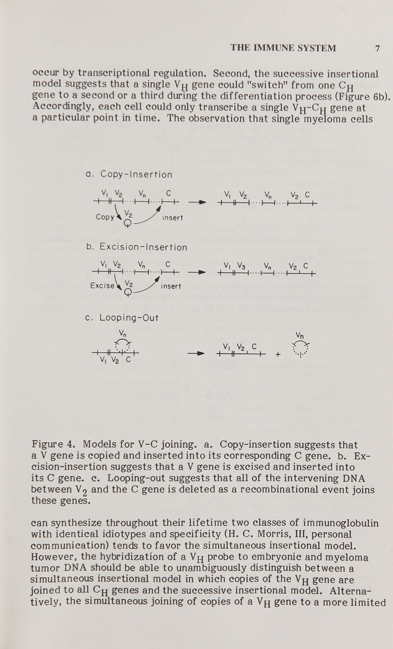 THE IMMUNE SYSTEM 7 occur by transcriptional regulation. Second, the successive insertional model suggests that a single gene could switch from one Cj^ gene to a second or a third during the differentiation process (Figure 6b). Accordingly, each cell could only transcribe a single Vh~^H a particular point in time. The observation that single myeloma cells a. Copy-Insertion V| V2 v„ с V| V2 Vn V2 с I II I—I l-l—I- —► -+-Ч1 I--I—I--I ■ I Copy 4^^^/ insert V b. Excision-Insertion V| V2 Vn с V| V3 Vn Vz с I II. I--I I- -I—I- —^ H H I- I——I- Excise \ \r\ser\ C. Looping-Out Vn O V| V2 с I II '-I'- I —► I II I 1- + V, V2 С Figure 4. Models for V-C joining, a. Copy-insertion suggests that a V gene is copied and inserted into its corresponding С gene. b. Ex¬ cision-insertion suggests that a V gene is excised and inserted into its С gene. c. Looping-out suggests that all of the intervening DNA between V2 and the С gene is deleted as a recombinational event joins these genes. can synthesize throughout their lifetime two classes of immunoglobulin with identical idiotypes and specificity (H. C. Morris, III, personal communication) tends to favor the simultaneous insertional model. However, the hybridization of a Vy probe to embryonic and myeloma tumor DNA should be able to unambiguously distinguish between a simultaneous insertional model in which copies of the gene are joined to all Сц genes and the successive insertional model. Alterna¬ tively, the simultaneous joining of copies of a gene to a more limited