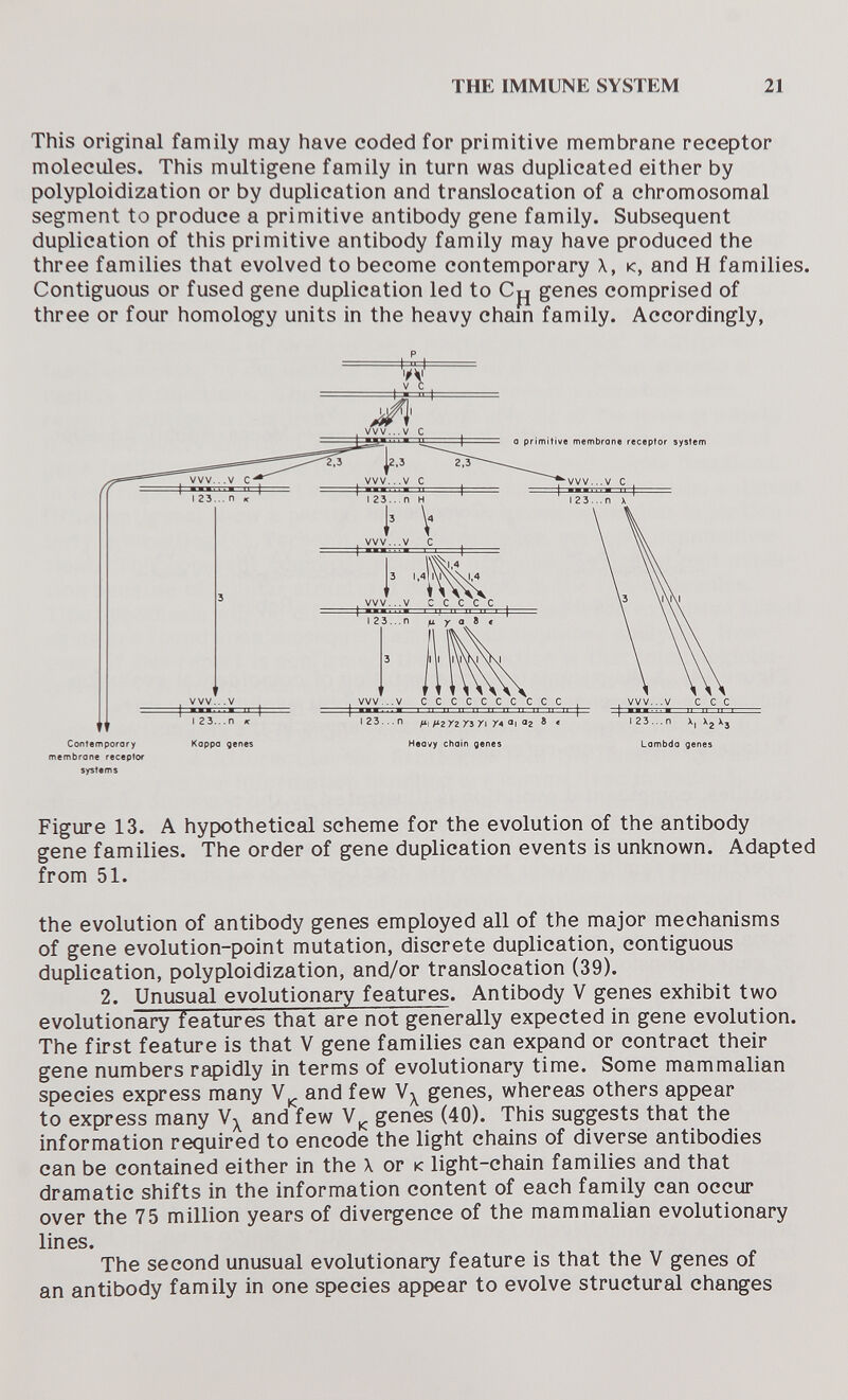 THE IMMUNE SYSTEM 21 This original family may have coded for primitive membrane receptor molecules. This multigene family in turn was duplicated either by polyploidization or by duplication and translocation of a chromosomal segment to produce a primitive antibody gene family. Subsequent duplication of this primitive antibody family may have produced the three families that evolved to become contemporary X, к, and H families. Contiguous or fused gene duplication led to genes comprised of three or four homology units in the heavy chain family. Accordingly, Contemporary Kappo genes Heavy choin genes Lambda genes membrane receptor systems Figure 13. A hypothetical scheme for the evolution of the antibody gene families. The order of gene duplication events is unknown. Adapted from 51. the evolution of antibody genes employed all of the major mechanisms of gene evolution-point mutation, discrete duplication, contiguous duplication, polyploidization, and/or translocation (39). 2. Unusual evolutionary features. Antibody V genes exhibit two evolutionary features that are not generally expected in gene evolution. The first feature is that V gene families can expand or contract their gene numbers rapidly in terms of evolutionary time. Some mammalian species express many and few genes, whereas others appear to express many and few genes (40). This suggests that the information required to encode the light chains of diverse antibodies can be contained either in the X or к light-chain families and that dramatic shifts in the information content of each family can occur over the 75 million years of divergence of the mammalian evolutionary lines. The second unusual evolutionary feature is that the V genes of an antibody family in one species appear to evolve structural changes