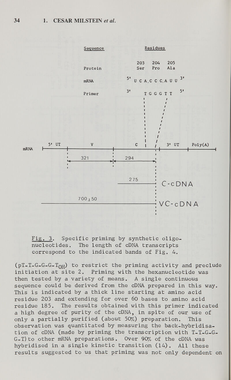 34 1. CESAR MILSTEIN eí а/. Sequence Residues 203 20U 205 Protein Ser Pro Ala niRNA и С A, С С C, A и и Primer T G G G T T t I Fig. 3. Specific priming by synthetic oligo¬ nucleotides. The length of cDNA transcripts correspond to the indicated bands of Fig. 4. (pT-T-G-G-G-Tqh) to restrict the priming activity and preclude initiation at site 2. Priming with the hexanucleotide was then tested by a variety of means. A single continuous sequence could be derived from the cDNA prepared in this way. This is indicated by a thick line starting at amino acid residue 203 and extending for over 60 bases to amino acid residue 185. The results obtained with this primer indicated a high degree of purity of the cDNA, in spite of our use of only a partially purified (about 50%) preparation. This observation was quantitated by measuring the back-hybridisa¬ tion of cDNA (made by priming the transcription with T-T-G-G- G-T)to other mRNA preparations. Over 90% of the cDNA was hybridised in a single kinetic transition (14). All these results suggested to us that priming was not only dependent on