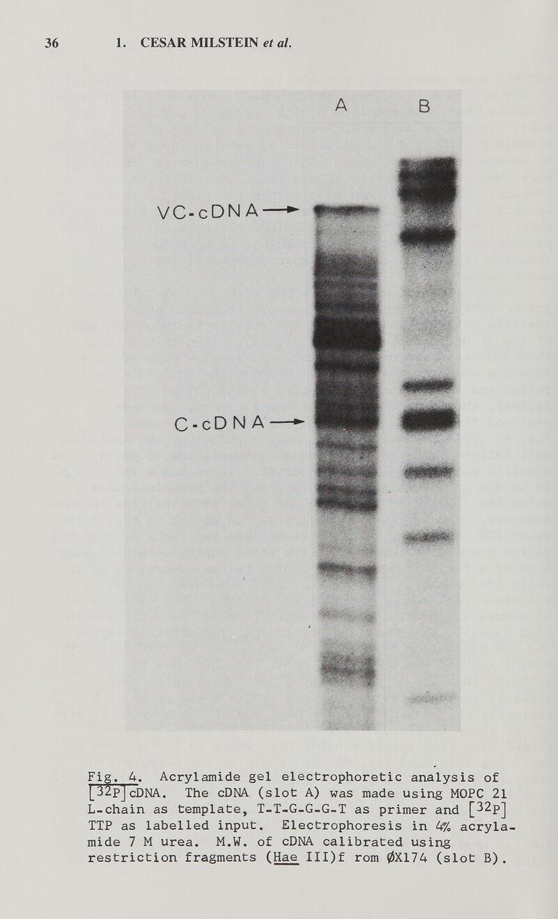 1. CESAR MILSTEIN et al Fig. 4. Acrylamide gel electrophoretic analysis of [_32pJ cDNA. The cDNA (slot A) was made using МОРС 21 L-chain as template, T-T-G-G-G-T as primer and [^^P] TTP as labelled input. Electrophoresis in 4% acryla¬ mide 7 M urea. M.W. of cDNA calibrated using restriction fragments (Hae III)f rom 0X174 (slot B).