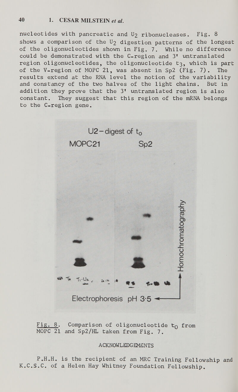 40 1. CESAR MILSTEIN et al. nucleotides with pancreatic and U2 ribonucleases. Fig. 8 shows a comparison of the U2 digestion patterns of the longest of the oligonucleotides shown in Fig. 7. While no difference could be demonstrated with the C-region and 3' untranslated region oligonucleotides, the oligonucleotide tß, which is part of the V-region of MOPC 21, was absent in Sp2 (Fig. 7). The results extend at the RNA level the notion of the variability and constancy of the two halves of the light chains. But in addition they prove that the 3' untranslated region is also constant. They suggest that this region of the mRNA belongs to the C-region gene. U2-digest of to M0PC21 Sp2 Ш *1^ t» Ti-U». -i.u ,* Electrophoresis pH 3-5  Q. C3) о m £ 2 x: и о E о X Fig. 8. Comparison of oligonucleotide tQ from MOPC 21 and Sp2/HL taken from Fig. 7. ACOOWLEDGEMENTS P.H.H. is the recipient of an MRC Training Fellowship and K.C.S.C, of a Helen Hay Whitney Foundation Fellowship.