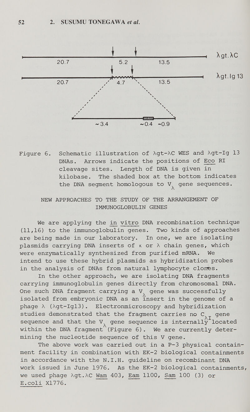 52 2. SUSUMU TONEGAWA et al \ \ -» 20.7 5.2 13.5 i ♦ 20.7 4.7 ^ 13.5 Xgt.XC Xgt.lg 13 ~ 3.4 •~'0.4 ~0.9 Figure 6. Schematic illustration of Agt-AC WES and Agt-Ig 13 DNAs. Arrows indicate the positions of Eco RI cleavage sites. Length of DNA is given in kilobase. The shaded box at the bottom indicates the DNA segment homologous to V gene sequences. Л NEW APPROACHES TO THE STUDY OF THE ARRANGEMENT OF IMMUNOGLOBULIN GENES We are applying the vitro DNA recombination technique (11,16) to the immunoglobulin genes. Two kinds of approaches are being made in our laboratory. In one, we are isolating Plasmids carrying DNA inserts of к or Л chain genes, which were enzymatically synthesized from purified mRNA. We intend to use these hybrid plasmids as hybridization probes in the analysis of DNAs from natural lymphocyte clones. In the other approach, we are isolating DNA fragments carrying immunoglobulin genes directly from chromosomal DNA. One such DNA fragment carrying a gene was successfully isolated from embryonic DNA as an insert in the genome of a phage Л (Agt-Igl3). Electronmicroscopy and hybridization studies demonstrated that the fragment carries no gene sequence and that the gene sequence is internally located within the DNA fragment (Figure 6). We are currently deter¬ mining the nucleotide sequence of this V gene. The above work was carried out in a P-3 physical contain¬ ment facility in combination with EK-2 biological containments in accordance with the N.I.H. guideline on recombinant DNA work issued in June 1976. As the EK-2 biological containments, we used phage Xgt.AC Wam 403, Earn 1100, Sam 100 (3) or E.coli X1776.
