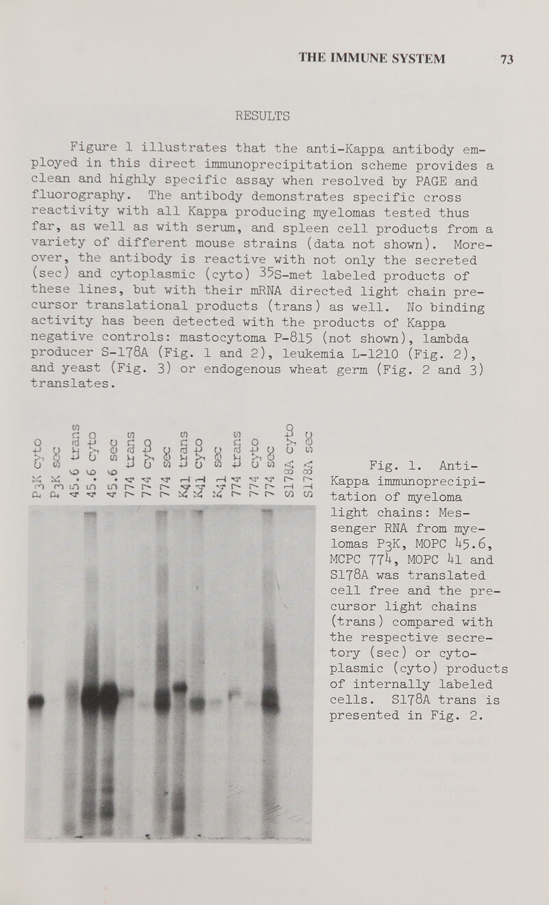 THE IMMUNE SYSTEM 73 RESULTS Figure 1 illustrates that the anti-Kappa antibody em¬ ployed in this direct immunoprecipitation scheme provides a clean and highly specific assay when resolved by PAGE and fluorography. The antibody demonstrates specific cross reactivity with all Kappa producing myelomas tested thus far, as well as with serum, and spleen cell products from a variety of different mouse strains (data not shown). More¬ over, the antibody is reactive with not only the secreted (sec) and cytoplasmic (cyto) 35s-met labeled products of these lines, but with their mRNA directed light chain pre¬ cursor translational products (trans) as well. No binding activity has been detected with the products of Kappa negative controls: mastocytoma P-815 (not shown), lambda producer S-I78A (Fig. 1 and 2), leukemia L-1210 (Fig. 2), and yeast (Fig. 3) or endogenous wheat germ (Fig. 2 and З) translates. о 4J a, to S ^ S (Л  s Q о t>, о (d -p g -3 и (Л ij ^ n 1Л 1Л LA Сч 0) и d Í) H . w -3 о ti 01 с о rd -U о Ц о -Рим iH t—) I—( -Ч' ^ I— -Ksr ч I bií X г- Ü W со со г- сл œ f»*r ш Fig. 1. Anti- Kappa immunoprecipi¬ tation of myeloma light chains : Mes¬ senger RNA from mye¬ lomas P3K, MOPC H5.6, MCPC 77^, MOPC Ul and SI78A was translated cell free and the pre¬ cursor light chains (trans) compared with the respective secre¬ tory (sec) or cyto¬ plasmic (cyto) products of internally labeled cells. SI78A trans is presented in Fig. 2.