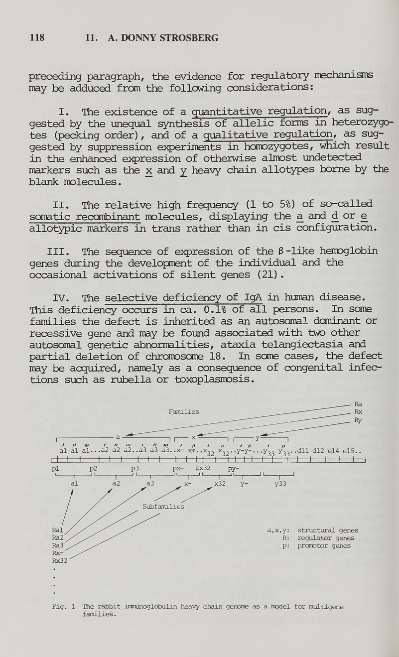 118 11. A. DONNY STROSBERG preceding paragraph, the evidence for regulatory mechanisms may be adduced from the following considerations: I. The existence of a quantitative regulation/ as sug¬ gested by the unequal synthesis of allelic forms in heterozygo¬ tes (pecking order), and of a qualitative regulation, as sug¬ gested by suppression eзфeriments in homozygotes, vtóch result in the enhanced expression of otherwise almost undetected markers such as the x and ^ heavy chain allotypes borne by the blank molecules. II. The relative high frequency (1 to 5%) of so-called sCTietic reccarbinant molecules, displaying the a and d or e allotypic markers in trans rather than in eis configuration. Ill. The sequence of expression of the ß-like hemoglobin genes during the development of the individual and the occasional activations of silent genes (21). IV. The selective deficiency of IgA in human disease. This deficiency occurs in ca. 0.1% of all persons. In SŒtie families the defect is inherited as an autosomal dominant or recessive gene and may be found associated with Ълю other autosomal genetic abnormalities, ataxia telangiectasia and partial deletion of chromosome 18. In some cases, the defect may be acquired, namely as a consequence of congenital infec¬ tions such as rubella or toxoplasmosis. al al al.-.a2 a2 а2..аЗ аЗ а3..х- ХГ..Х22 -У'У-•-Узз Узз--^11 dl2 el4 el5.. structural genes regulator genes prcmotor genes Fig. 1 The rabbit inmunoglobulin heavy chain genome as a model for multigene families.