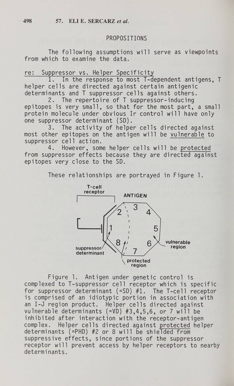 498 57. ELI E. SERCARZ et al. PROPOSITIONS The following assumptions will serve as viewpoints from which to examine the data. re: Suppressor vs. Helper Specificity 1. In the response to most T-dependent antigens, T helper cells are directed against certain antigenic determinants and T suppressor cells against others. 2. The repertoire of T suppressor-inducing epitopes is very small, so that for the most part, a small protein molecule under obvious Ir control will have only one suppressor determinant (SD). 3. The activity of helper cells directed against most other epitopes on the antigen will be vulnerable to suppressor cell action. 4. However, some helper cells will be protected from suppressor effects because they are directed against epitopes very close to the SD. These relationships are portrayed in Figure 1. Figure 1. Antigen under genetic control is complexed to T-suppressor cell receptor which is specific for suppressor determinant (=SD) #1. The T-cell receptor is comprised of an idiotypic portion in association with an I-J region product. Helper cells directed against vulnerable determinants (=VD) #3,4,5,6, or 7 will be inhibited after interaction with the receptor-antigen complex. Helper cells directed against protected helper determinants (=PHD) #2 or 8 will be shielded from suppressive effects, since portions of the suppressor receptor will prevent access by helper receptors to nearby determinants. T-cell receptor ANTiriPKI \ protected region