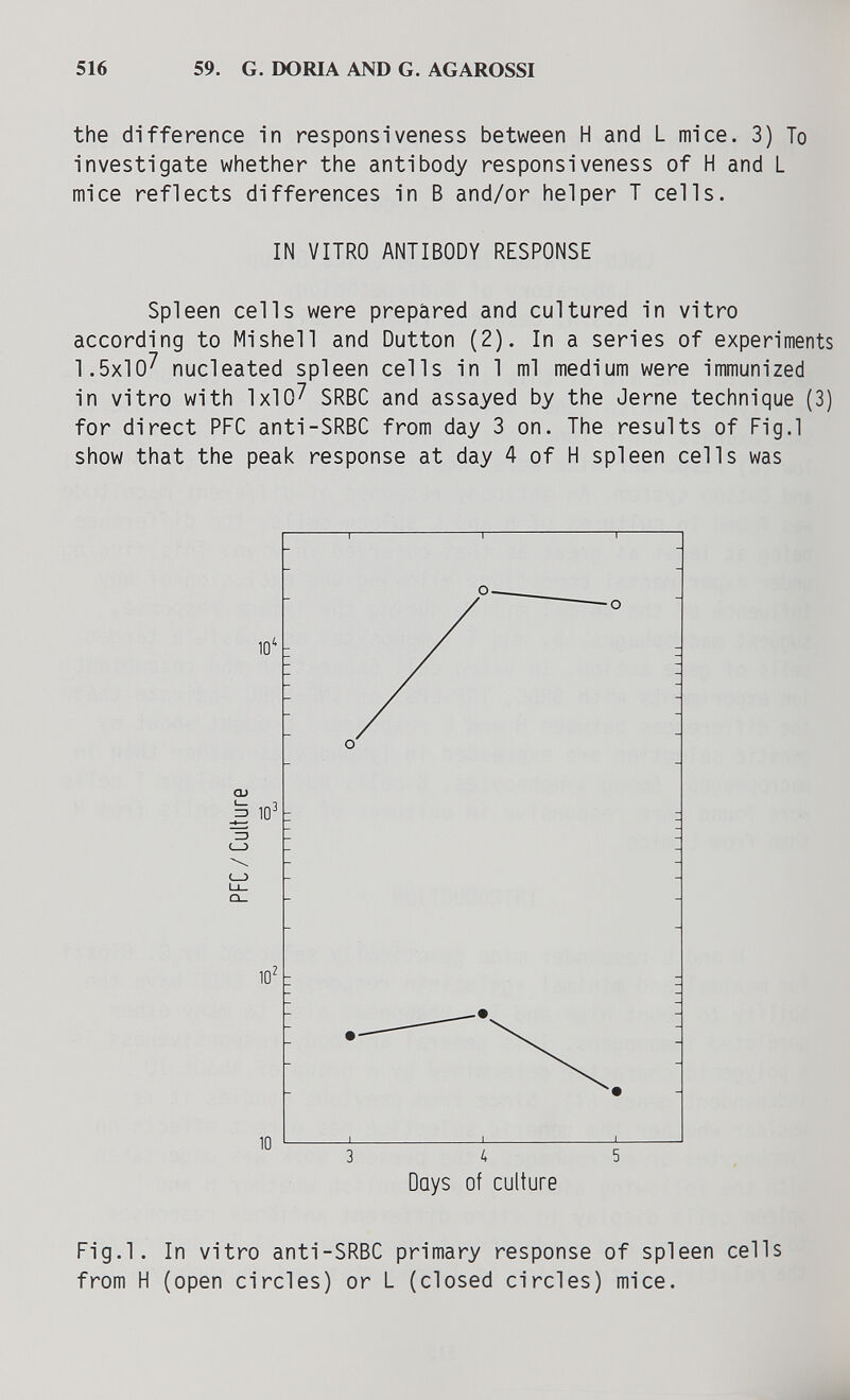 516 59. G. DORIA AND G. AGAROSSI the difference in responsiveness between H and L mice. 3) To investigate whether the antibody responsiveness of H and L mice reflects differences in В and/or helper T cells. IN VITRO ANTIBODY RESPONSE Spleen cells were prepared and cultured in vitro according to Mi shell and Dutton (2). In a series of experiments 1.5x10^ nucleated spleen cells in 1 ml medium were immunized in vitro with 1x10^ SRBC and assayed by the Jerne technique (3) for direct PFC anti-SRBC from day 3 on. The results of Fig.l show that the peak response at day 4 of H spleen cells was Fig.l. In vitro anti-SRBC primary response of spleen cells from H (open circles) or L (closed circles) mice.