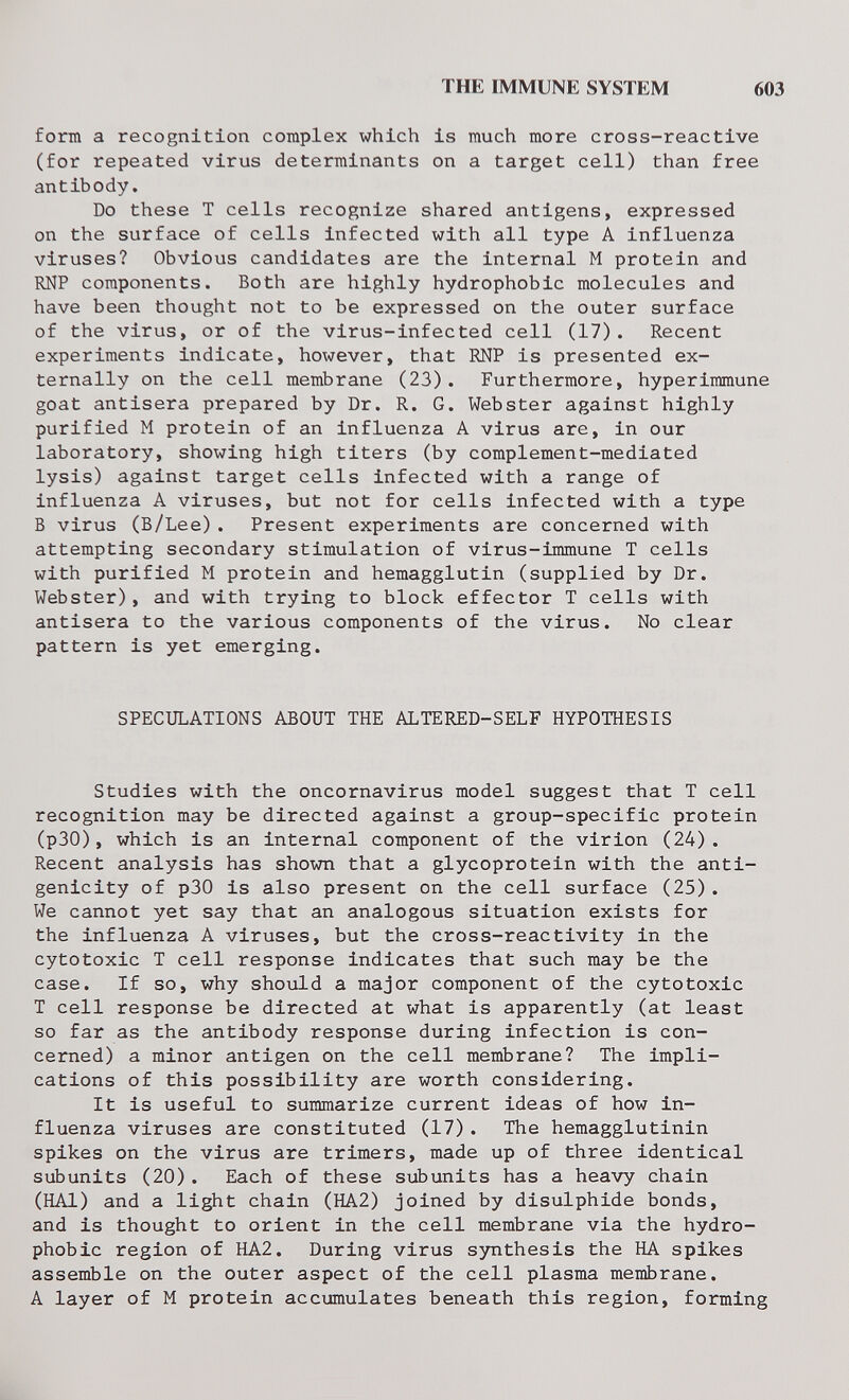 THE IMMUNE SYSTEM 603 form a recognition complex which is much more cross-reactive (for repeated virus determinants on a target cell) than free antibody. Do these T cells recognize shared antigens, expressed on the surface of cells infected with all type A influenza viruses? Obvious candidates are the internal M protein and RNP components. Both are highly hydrophobic molecules and have been thought not to be expressed on the outer surface of the virus, or of the virus-infected cell (17). Recent experiments indicate, however, that ШР is presented ex¬ ternally on the cell membrane (23). Furthermore, hyperimmune goat antisera prepared by Dr. R. G. Webster against highly purified M protein of an influenza A virus are, in our laboratory, showing high titers (by complement-mediated lysis) against target cells infected with a range of influenza A viruses, but not for cells infected with a type В virus (B/Lee). Present experiments are concerned with attempting secondary stimulation of virus-immune T cells with purified M protein and hemagglutin (supplied by Dr. Webster), and with trying to block effector T cells with antisera to the various components of the virus. No clear pattern is yet emerging. SPECULATIONS ABOUT THE ALTERED-SELF HYPOTHESIS Studies with the oncornavirus model suggest that T cell recognition may be directed against a group-specific protein (p30), which is an internal component of the virion (24). Recent analysis has shown that a glycoprotein with the anti¬ genicity of p30 is also present on the cell surface (25). We cannot yet say that an analogous situation exists for the influenza A viruses, but the cross-reactivity in the cytotoxic T cell response indicates that such may be the case. If so, why should a major component of the cytotoxic T cell response be directed at what is apparently (at least so far as the antibody response during infection is con¬ cerned) a minor antigen on the cell membrane? The impli¬ cations of this possibility are worth considering. It is useful to summarize current ideas of how in¬ fluenza viruses are constituted (17). The hemagglutinin spikes on the virus are trimers, made up of three identical subunits (20). Each of these subunits has a heavy chain (HAI) and a light chain (HA2) joined by disulphide bonds, and is thought to orient in the cell membrane via the hydro¬ phobic region of HA2. During virus synthesis the HA spikes assemble on the outer aspect of the cell plasma membrane. A layer of M protein accumulates beneath this region, forming