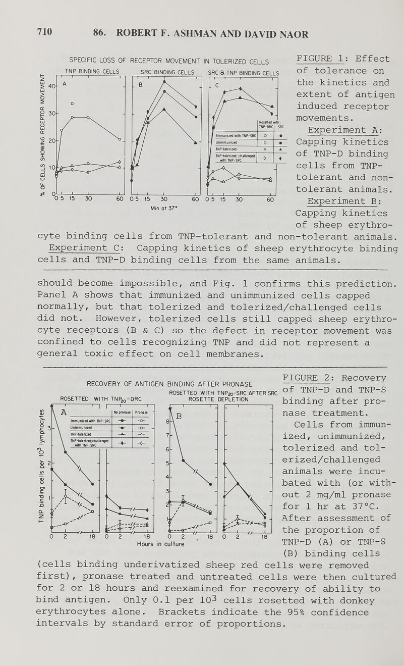 710 86. ROBERT F. ASHMAN AND DAVID NAOR FIGURE 1: Effect of tolerance on the kinetics and extent of antigen induced receptor movements. Experiment A: Capping kinetics of TNP-D binding cells from TNP- tolerant and non- tolerant animals. Experiment B: Capping kinetics of sheep erythro¬ cyte binding cells from TNP-tolerant and non-tolerant animals. Experiment C: Capping kinetics of sheep erythrocyte binding cells and TNP-D binding cells from the same animals. should become impossible, and Fig. 1 confirms this prediction. Panel A shows that immunized and unimmunized cells capped normally, but that tolerized and tolerized/challenged cells did not. However, tolerized cells still capped sheep erythro¬ cyte receptors (B & C) so the defect in receptor movement was confined to cells recognizing TNP and did not represent a general toxic effect on cell membranes. SPECIFIC LOSS OF RECEPTOR MOVEMENT IN TOLERIZED CELLS Min at ЪТ RECOVERY OF ANTIGEN BINDING AFTER PRONASE ROSETTED WITH TNPjo-DRC ROSETTED WITH TNPzo-SRC AFTER SRC ROSETTE DEPLETION Ё. FIGURE 2 : Recovery of TNP-D and TNP-S binding after pro- nase treatment. Cells from immun¬ ized, unimmunized, tolerized and tol¬ erized/challenged animals were incu¬ bated with (or with¬ out 2 mg/ml pronase for 1 hr at 37°C. After assessment of the proportion of TNP-D (A) or TNP-S (B) binding cells (cells binding underivatized sheep red cells were removed first), pronase treated and untreated cells were then cultured for 2 or 18 hours and reexamined for recovery of ability to bind antigen. Only 0.1 per 10^ cells rosetted with donkey erythrocytes alone. Brackets indicate the 95% confidence intervals by standard error of proportions. 18 18 Hours in culture