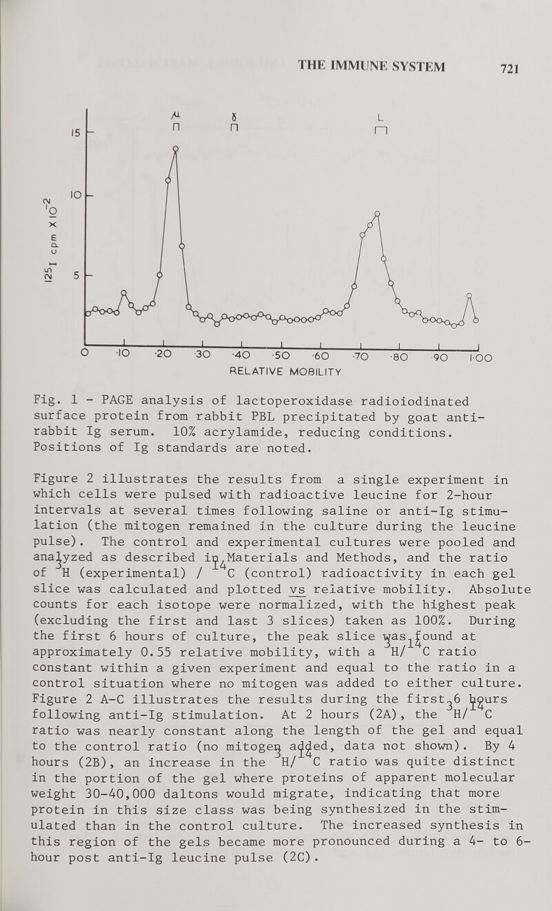 THE IMMUNE SYSTEM 721 15 M П 5 П L n •IO -20 -ЗО -40 -SO 'бО -70 -80 -90 lOO RELATIVE MOBILITY Fig. 1 - PAGE analysis of lactoperoxidase radioiodinated surface protein from rabbit PBL precipitated by goat anti- rabbit Ig serum. 10% acrylamide, reducing conditions. Positions of Ig standards are noted. Figure 2 illustrates the results from a single experiment in which cells were pulsed with radioactive leucine for 2-hour intervals at several times following saline or anti-Ig stimu¬ lation (the mitogen remained in the culture during the leucine pulse). The control and experimental cultures were pooled and analyzed as described iç^Materials and Methods, and the ratio of H (experimental) / С (control) radioactivity in each gel slice was calculated and plotted relative mobility. Absolut counts for each isotope were normalized, with the highest peak (excluding the first and last 3 slices) taken as 100%. During the first 6 hours of culture, the peak slice ^as^^ound at approximately 0.55 relative mobility, with a Н/ С ratio constant within a given experiment and equal to the ratio in a control situation where no mitogen was added to either culture. Figure 2 A-C illustrates the results during the first^ó ^^urs following anti-Ig stimulation. At 2 hours (2A), the Н/ С ratio was nearly constant along the length of the gel and equal to the control ratio (no mitoge^ a^^ed, data not shown). By 4 hours (2B), an increase in the Н/ С ratio was quite distinct in the portion of the gel where proteins of apparent molecular weight 30-40,000 daltons would migrate, indicating that more protein in this size class was being synthesized in the stim¬ ulated than in the control culture. The increased synthesis in this region of the gels became more pronounced during a 4- to 6 hour post anti-Ig leucine pulse (2C).