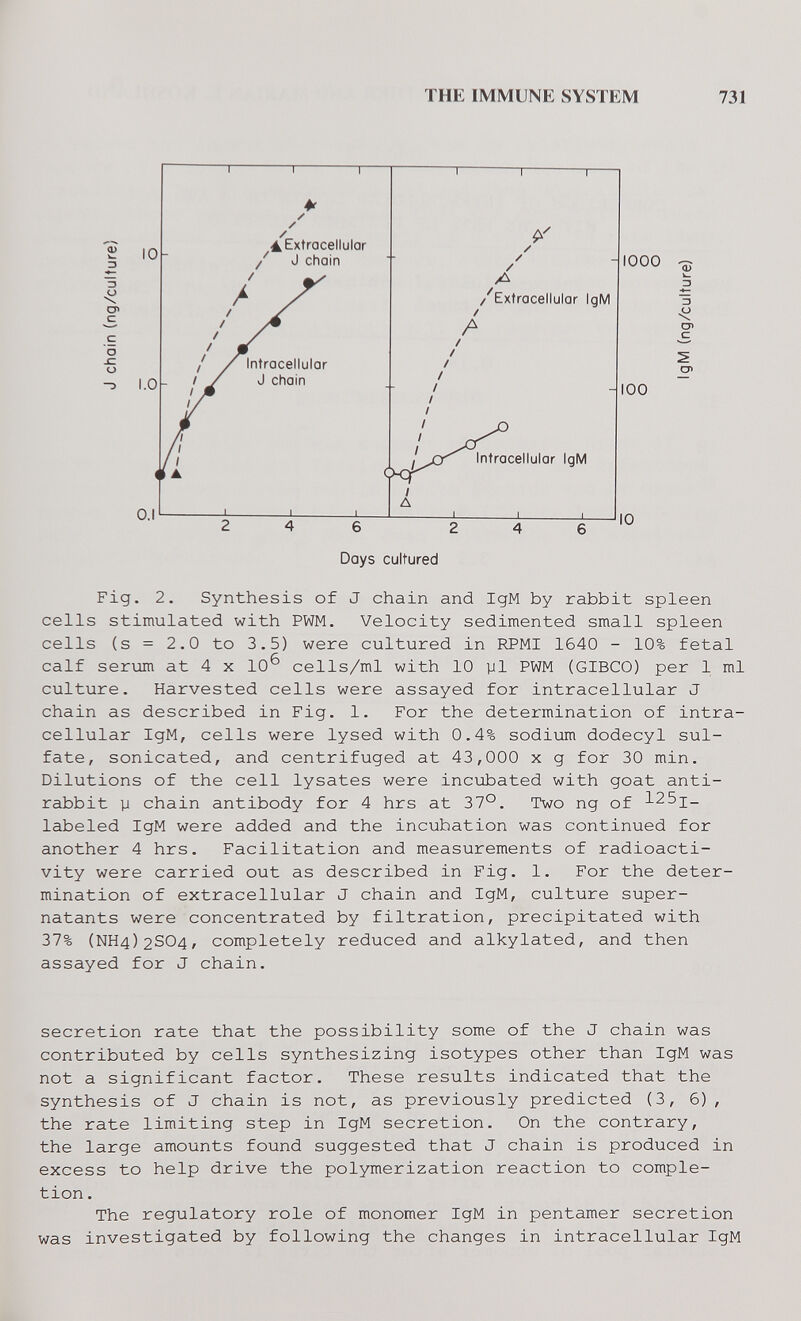 ТНК IMMUNE SYSTEM 731 Fig. 2. Synthesis of J chain and IgM by rabbit spleen cells stimulated with PWM. Velocity sedimented small spleen cells (s = 2.0 to 3.5) were cultured in RPMI 1640 - 10% fetal calf serum at 4 x 10^ cells/ml with 10 yl PWM (GIBCO) per 1 ml culture. Harvested cells were assayed for intracellular J chain as described in Fig. 1. For the determination of intra¬ cellular IgM, cells were lysed with 0.4% sodiiam dodecyl sul¬ fate, sonicated, and centrifuged at 43,000 x g for 30 min. Dilutions of the cell lysates were incubated with goat anti- rabbit y chain antibody for 4 hrs at 37°. Two ng of 125i_ labeled IgM were added and the incubation was continued for another 4 hrs. Facilitation and measurements of radioacti¬ vity were carried out as described in Fig. 1. For the deter¬ mination of extracellular J chain and IgM, culture super- natants were concentrated by filtration, precipitated with 37% (NH4)2S04, completely reduced and alkylated, and then assayed for J chain. secretion rate that the possibility some of the J chain was contributed by cells synthesizing isotypes other than IgM was not a significant factor. These results indicated that the synthesis of J chain is not, as previously predicted (3, 6), the rate limiting step in IgM secretion. On the contrary, the large amounts found suggested that J chain is produced in excess to help drive the polymerization reaction to comple¬ tion . The regulatory role of monomer IgM in pentamer secretion was investigated by following the changes in intracellular IgM