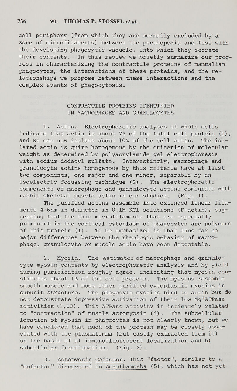 736 90. THOMAS P. STOSSEL et al. cell periphery (from which they are norraally excluded by a zone of microfilaments) between the pseudopodia and fuse with the developing phagocytic vacuole, into which they secrete their contents. In this review we briefly summarize our prog¬ ress in characterizing the contractile proteins of mammalian phagocytes, the interactions of these proteins, and the re¬ lationships we propose between these interactions and the complex events of phagocytosis. CONTRACTILE PROTEINS IDENTIFIED IN MACROPHAGES AND GRANULOCYTES 1. Actin. Electrophoretic analyses of whole cells indicate that actin is about 7% of the total cell protein (1), and we can now isolate about 10% of the cell actin. The iso¬ lated actin is quite homogenous by the criterion of molecular weight as determined by Polyacrylamide gel electrophoresis with sodium dodecyl sulfate. Interestingly, macrophage and granulocyte actins homogenous by this criteria have at least two components, one major and one minor, separable by an isoelectric focussing technique (2). The electrophoretic components of macrophage and granulocyte actins comigrate with rabbit skeletal muscle actin in our studies. (Fig. 1). The purified actins assemble into extended linear fila¬ ments 4-6nm in diameter in O.IM KCl solutions (F-actin), sug¬ gesting that the thin microfilaments that are especially prominent in the cortical cytoplasm of phagocytes are polymers of this protein (1). To be emphasized is that thus far no major differences between the rhéologie behavior of macro¬ phage, granulocyte or muscle actin have been detectable. 2. Myosin. The estimates of macrophage and granulo¬ cyte myosin contents by electrophoretic analysis and by yield during purification roughly agree, indicating that myosin con¬ stitutes about 1% of the cell protein. The myosins resemble smooth muscle and most other purified cytoplasmic myosins in subunit structure. The phagocyte myosins bind to actin but do not demonstrate impressive activation of their low Mg+ATPase activities (2,13). This ATPase activity is intimately related to contraction of muscle actomyosin (4). The subcellular location of myosin in phagocytes is not clearly known, but we have concluded that much of the protein may be closely asso¬ ciated with the plasmalemma (but easily extracted from it) on the basis of a) immunofluorescent localization and b) subcellular fractionation. (Fig. 2) . 3. Actomyosin Cofactor. This factor, similar to a cofactor discovered in Acanthamoeba (5), which has not yet