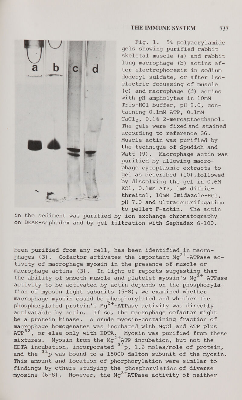 THE IMMUNE SYSTEM 737 Fig. 1. 5% Polyacrylamide gels showing purified rabbit skeletal muscle (a) and rabbit lung macrophage (b) actins af¬ ter electrophoresis in sodiim dodecyl sulfate, or after iso¬ electric focussing of muscle (c) and macrophage (d) actins with pH ampholytes in lOmM Tris-HCl buffer, pH 8.0, con¬ taining O.lmM ATP, O.lmM CaClj, 0.1% 2-mercaptoethanol. The gels were fixed and stained according to reference 36. Muscle actin was purified by the technique of Spudich and Watt (9). Macrophage actin was purified by allowing macro¬ phage cytoplasmic extracts to gel as described (10),followed by dissolving the gel in 0.6M KCl, O.lmM ATP, ImM dithio- threitol, lOmM Imidazole-HCl, pH 7.0 and ultracentrifugation to pellet F-actin. The actin in the sediment was purified by ion exchange chromatography on DEAE-sephadex and by gel filtration with Sephadex G-100. been purified from any cell, has been identified in macro- phages (3). Cofactor activates the important Mg -ATPase ac¬ tivity of macrophage myosin in the presence of muscle or macrophage actins (3). In light of reports suggesting that 2 4- the ability of smooth muscle and platelet myosin's Mg -ATPase activity to be activated by actin depends on the phosphoryla¬ tion of myosin light subunits (5-8), we examined whether macrophage myosin could be phosphorylated and whether the о I phosphorylated protein's Mg -ATPase activity was directly activatable by actin. If so, the macrophage cofactor might be a protein kinase. A crude myosin-containing fraction of macrophage homogenates was inciibated with MgCl and ATP plus ATP^^, or else only with EDTA. Myosin was purified from these mixtures. Myosin from the Mg^'ATP incubation, but not the EDTA incubation, incorporated ^^p, 1.6 moles/mole of protein, and the ^^p was bound to a 15000 dalton subunit of the myosin. This amount and location of phorphorylation were similar to findings by others studying the phosphorylation of diverse myosins (6-8) . However, the Mg^*ATPase activity of neither