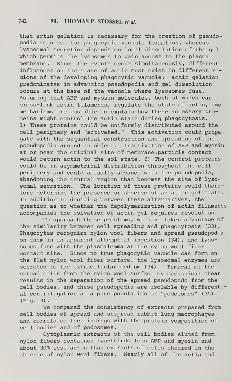 742 90. THOMAS P. STOSSEL et al. that actin gelation is necessary for the creation of pseudo- podia required for phagocytic vacuole formation, whereas lysosomal secretion depends on local dissolution of the gel which permits the lysosomes to gain access to the plasma membrane. Since the events occur simultaneously, different influences on the state of actin must exist in different re¬ gions of the developing phagocytic vacuole : actin gelation predominates in advancing pseudopodia and gel dissolution occurs at the base of the vacuole where lysosomes fuse. Assiaming that ABP and myosin molecules, both of which can cross-link actin filaments, regulate the state of actin, two mechanisms are possible to explain how these accessory pro¬ teins might control the actin state during phagocytosis. 1) These proteins could be uniformly distributed around the cell periphery and activated. This activation could propa¬ gate with the sequential construction and spreading of the pseudopodia around an object. Inactivation of ABP and myosin at or near the original site of membrane:partide contact would return actin to the sol state. 2) The control proteins could be in asymmetrical distribution throughout the cell periphery and could actually advance with the pseudopodia, abandoning the central region that becomes the site of lyso¬ somal secretion. The location of these proteins would there¬ fore determine the presence or absence of an actin gel state. In addition to deciding between these alternatives, the question as to whether the depolymerization of actin filaments accompanies the solvation of actin gel requires resolution. To approach these problems, we have taken advantage of the similarity between cell spreading and phagocytosis (33) . Phagocytes recognize nylon wool fibers and spread pseudopodia on them in an apparent attempt at ingestion (34), and lyso¬ somes fuse with the plasmalemma at the nylon wool fiber contact site. Since no true phagocytic vacuole can form on the flat nylon wool fiber surface, the lysosomal enzymes are secreted to the extracellular medium (34). Removal of the spread cells from the nylon wool surface by mechanical shear results in the separation of the spread pseudopods from the cell bodies, and these pseudopodia are isolable by differenti¬ al centrifugation as a pure population of podosomes (35). (Fig. 3) . We compared the consistency of extracts prepared from cell bodies of spread and unspread rabbit lung macrophages and correlated the findings with the protein composition of cell bodies and of podosomes. Cytoplasmic extracts of the cell bodies eluted from nylon fibers contained two-thirds less ABP and myosin and about 30% less actin than extracts of cells sheared in the absence of nylon wool fibers. Nearly all of the actin and