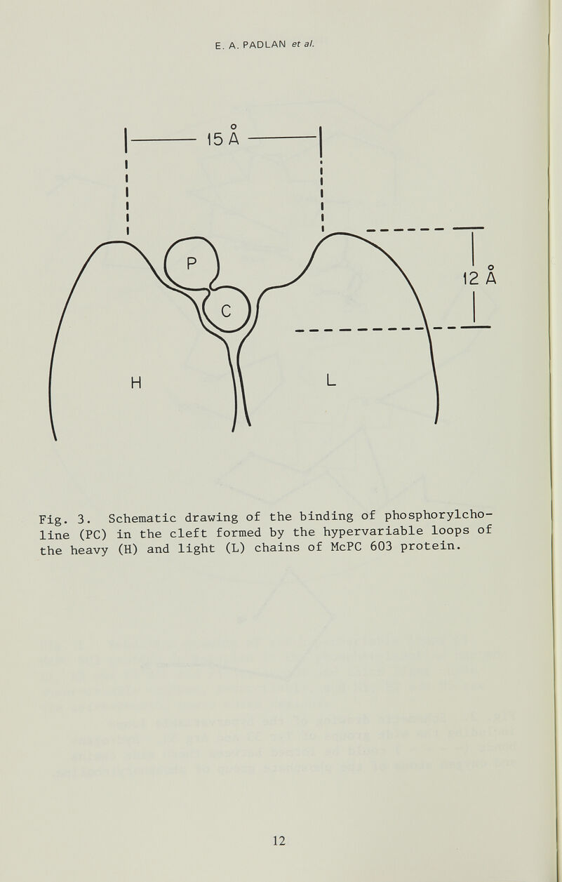 E. A. PAD LAN ef al. Fig. 3. Schematic drawing of the binding of phosphorylcho- line (PC) in the cleft formed by the hypervariable loops of the heavy (H) and light (L) chains of McPC 603 protein. 12