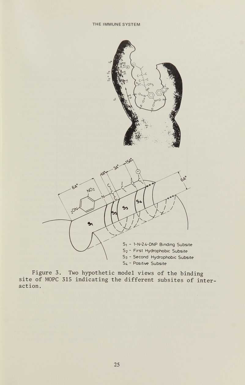 THE IMMUNE SYSTEM 51 - 1-N-2.A-DNP Binding Subsite 52 - First Hydrophobic Subsite 53 - Second Hydrophobic Subsite Sa - Positive Subsite Figure 3. Two hypothetic model views of the binding site o£ MOPC 315 indicating the different subsites of inter¬ action. 25