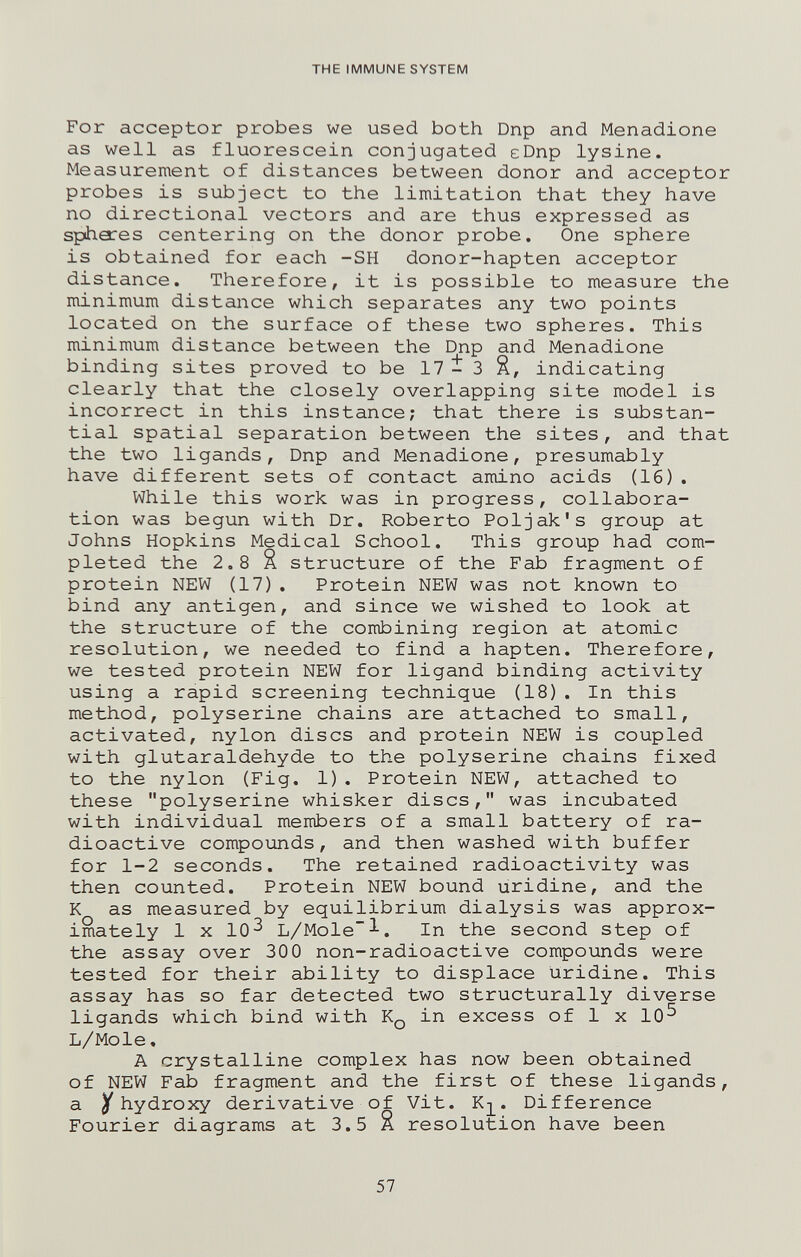 THE IMMUNE SYSTEM For acceptor probes we used both Dnp and Menadione as well as fluorescein conjugated eDnp lysine. Measurement of distances between donor and acceptor probes is subject to the limitation that they have no directional vectors and are thus expressed as spheres centering on the donor probe. One sphere is obtained for each -SH donor-hapten acceptor distance. Therefore, it is possible to measure the minimum distance which separates any two points located on the surface of these two spheres. This minimum distance between the Dnp and Menadione binding sites proved to be 17 i 3 Я, indicating clearly that the closely overlapping site model is incorrect in this instance; that there is substan¬ tial spatial separation between the sites, and that the two ligands, Dnp and Menadione, presumably have different sets of contact amino acids (16) , While this work was in progress, collabora¬ tion was begun with Dr. Roberto Poljak's group at Johns Hopkins Medical School. This group had com¬ pleted the 2.8 S. structure of the Fab fragment of protein NEW (17). Protein NEW was not known to bind any antigen, and since we wished to look at the structure of the combining region at atomic resolution, we needed to find a hapten. Therefore, we tested protein NEW for ligand binding activity using a rapid screening technique (18). In this method, polyserine chains are attached to small, activated, nylon discs and protein NEW is coupled with glutaraldehyde to the polyserine chains fixed to the nylon (Fig. 1). Protein NEW, attached to these polyserine whisker discs, was incubated with individual members of a small battery of ra¬ dioactive compounds, and then washed with buffer for 1-2 seconds. The retained radioactivity was then counted. Protein NEW bound uridine, and the К as measured by equilibrium dialysis was approx¬ imately 1 X 10^ L/Mole~l. In the second step of the assay over 300 non-radioactive compounds were tested for their ability to displace uridine. This assay has so far detected two structurally diverse ligands which bind with Kq in excess of 1 x 10^ L/Mole, A crystalline complex has now been obtained of NEW Fab fragment and the first of these ligands, a У hydroxy derivative of Vit. K-]_. Difference Fourier diagrams at 3.5 A resolution have been 57