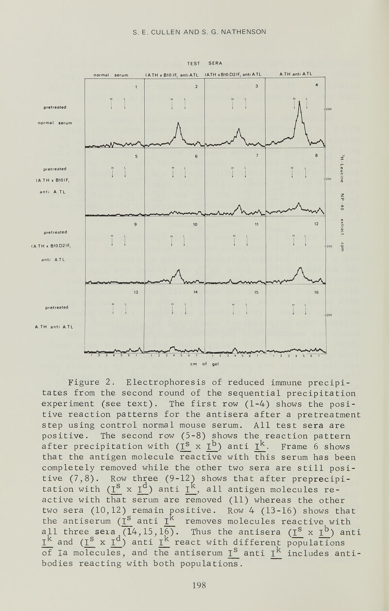 s. E. GULLEN AND S. G. NATHENSON TEST SERA cm of gel Figure 2. Electrophoresis of reduced immune precipi¬ tates from the second round of the sequential precipitation experiment (see text). The first row (1-4) shows the posi¬ tive reaction patterns for the antisera after a pretreatment step using control normal mouse serum. All test sera are positive. The second row (5-8) shows the reaction pattern after precipitation with (^ x I^) anti Frame 6 shows that the antigen molecule reactive with this serum has been completely removed while the other two sera are still posi¬ tive (7^8). Row three (9-12) shows that after preprecipi- tation with (I^ X I^) anti I , all antigen molecules re¬ active with that serum are removed (11) whereas the other two sera (10^12) remain positive. Row 4 (13-16) shows that the antiserum (I^ anti removes molecules reactive with all three sera (14^15^16). Thus the antisera (I® x l^*) anti and (^ x I^) anti react with different populations of la molecules, and the antiserum I® anti includes anti¬ bodies reacting with both populations. 198