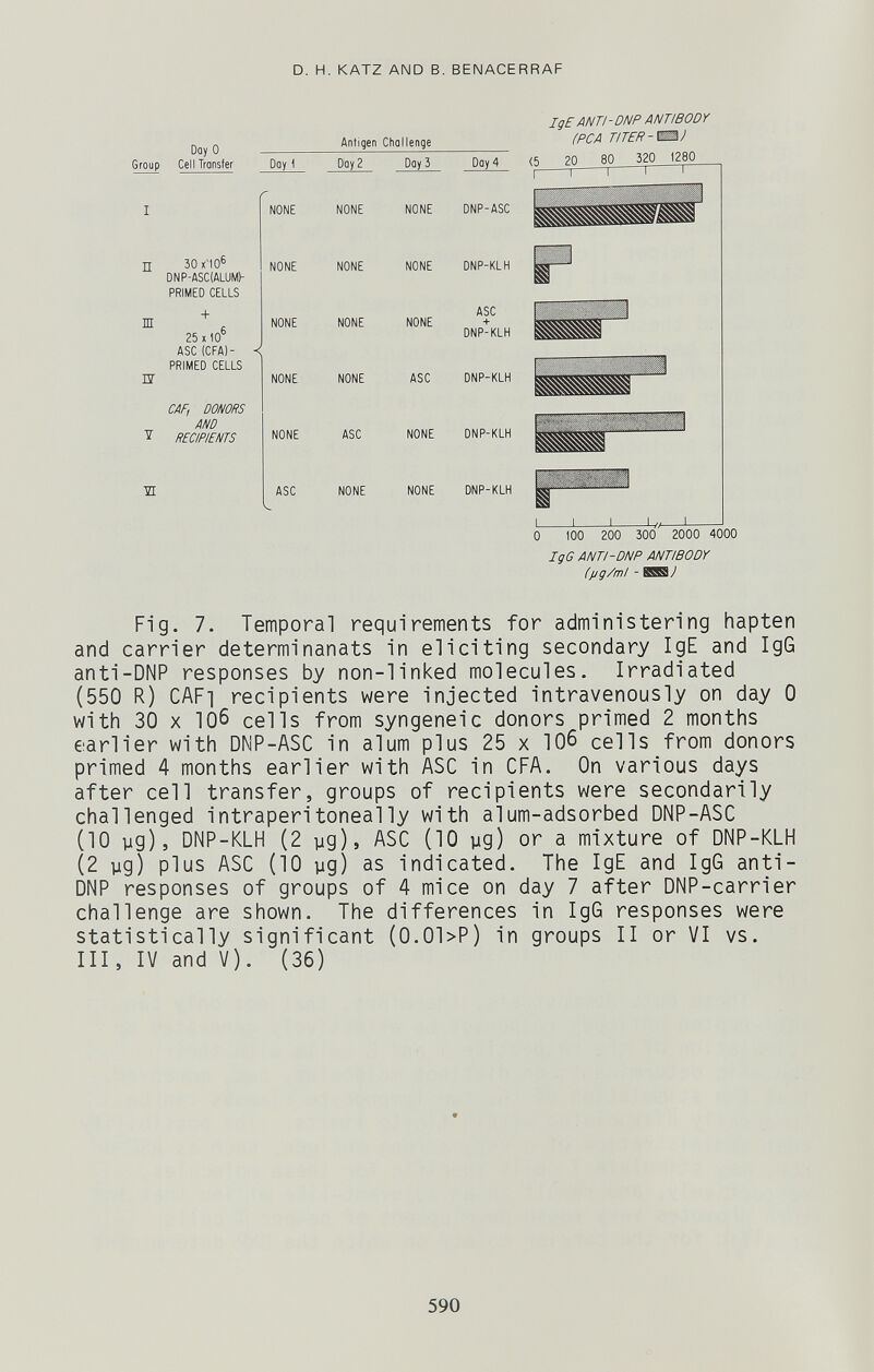 D. H. KATZ AND В. BENACERRAF Doy О Antigen Challenge Group Cell Transfer Day \ NONE П 30 *40® DNP-ASC(ALUMb PRIMED CELLS Ш БГ 25 X (0° ASC (CFA]- PRIMED CELLS CAF, DONORS AND T RECIPIENTS NONE NONE NONE NONE ASC Day 2 NONE NONE NONE ASC NONE IgE ANT I - DNP ANTIBODY ¡PCA TITER-Ш/ РауЗ Day 4 <5 20 SO 320 1280 NONE DNP-ASC NONE DNP-KLH ASC NONE NONE + DNP-KLH ASC DNP-KLH NONE DNP-KLH NONE DNP-KLH L XJ J L 0 100 200 300 2000 4000 IgG ANTI-DNP ANTIBODY ()jg/ml - Fig. 7. Temporal requirements for administering hapten and carrier determinanats in eliciting secondary IgE and IgG anti-DNP responses by non-linked molecules. Irradiated (550 R) CAFi recipients were injected intravenously on day 0 with 30 X 106 cells from syngeneic donors primed 2 months earlier with DNP-ASC in alum plus 25 x 106 cells from donors primed 4 months earlier with ASC in CPA. On various days after cell transfer, groups of recipients were secondarily challenged intraperitoneally with alum-adsorbed DNP-ASC (10 yg), DNP-KLH (2 yg), ASC (10 yg) or a mixture of DNP-KLH (2 yg) plus ASC (10 yg) as indicated. The IgE and IgG anti- DNP responses of groups of 4 mice on day 7 after DNP-carrier challenge are shown. The differences in IgG responses were statistically significant (0.01>P) in groups II or VI vs. Ill, IV and V). (36) 590