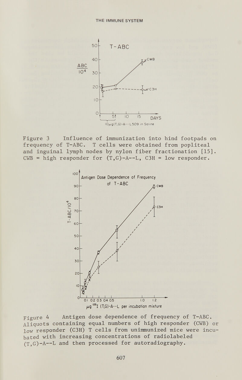 THE IMMUNE SYSTEM Figure 3 Influence of immunization into hind footpads on frequency of T-ABC. T cells were obtained from popliteal and inguinal lymph nodes by nylon fiber fractionation [15]. CWB = high responder for (T,G)-A-—L, C3H = low responder. Figure 4 Antigen dose dependence of frequency of T-ABC. Aliquots containing equal numbers of high responder (CWB) or low responder (C3H) T cells from unimmunized mice were incu¬ bated with increasing concentrations of radiolabeled (T,G)-A—L and then processed for autoradiography. 607