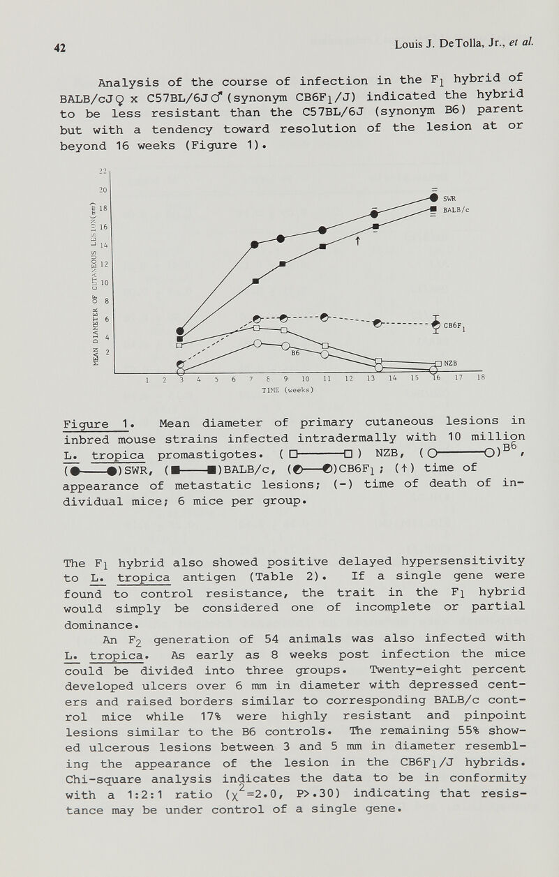 42 Louis J. DeTolla, Jr., et al. Analysis of the course of infection in the hybrid of BALB/cJÇ X C57BL/6Jcr(synonym CB6F1/J) indicated the hybrid to be less resistant than the C57BL/6J (synonym B6) parent but with a tendency toward resolution of the lesion at or beyond 16 weeks (Figure 1). Figure 1. Mean diameter of primary cutaneous lesions in inbred mouse strains infected intradermally with 10 million L. tropica promastigotes. (□ □) NZB, (O O)® » (• •)SWR, (■ ■)BALB/c, (e e))CB6Fi ; ( + ) time of appearance of metastatic lesions; (-) time of death of in¬ dividual mice; 6 mice per group. The Fl hybrid also showed positive delayed hypersensitivity to tropica antigen (Table 2) . If a single gene were found to control resistance, the trait in the Fi hybrid would simply be considered one of incomplete or partial dominance. An F2 generation of 54 animals was also infected with L. tropica. As early as 8 weeks post infection the mice could be divided into three groups. Twenty-eight percent developed ulcers over 6 mm in diameter with depressed cent¬ ers and raised borders similar to corresponding BALB/c cont¬ rol mice while 17% were highly resistant and pinpoint lesions similar to the Вб controls. The remaining 55% show¬ ed ulcerous lesions between 3 and 5 mm in diameter resembl¬ ing the appearance of the lesion in the CB6F1/J hybrids. Chi-square analysis indicates the data to be in conformity with a 1:2:1 ratio (x =2.0, P>.30) indicating that resis¬ tance may be under control of a single gene.