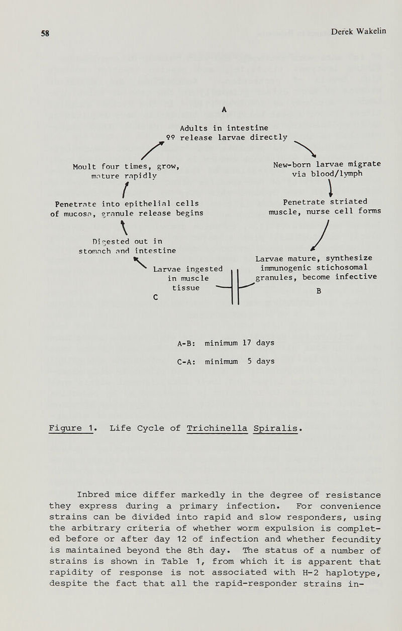 58 Derek Wakelin Ç9 Adults release in intestine larvae directly Moult four times, grow, mo ture rapidly { Penetrate into epithelial cells of mucosa, granule release begins \ Di<;ested out in stomach and intestine Ч Larvae ingested in muscle tissue — New-born larvae migrate via blood/lymph I Penetrate striated muscle, nurse cell forms Larvae mature, synthesize immunogenic stichosomal granules, become infective В A-B; minimum 17 days C-A; minimum 5 days Figure 1. Life Cycle of Trichinella Spiralis. Inbred mice differ markedly in the degree of resistance they express during a primary infection. For convenience strains can be divided into rapid and slow responders, using the arbitrary criteria of whether worm expulsion is complet¬ ed before or after day 12 of infection and whether fecundity is maintained beyond the 8th day. The status of a number of strains is shown in Table 1, from which it is apparent that rapidity of response is not associated with H-2 haplotype, despite the fact that all the rapid-responder strains in-