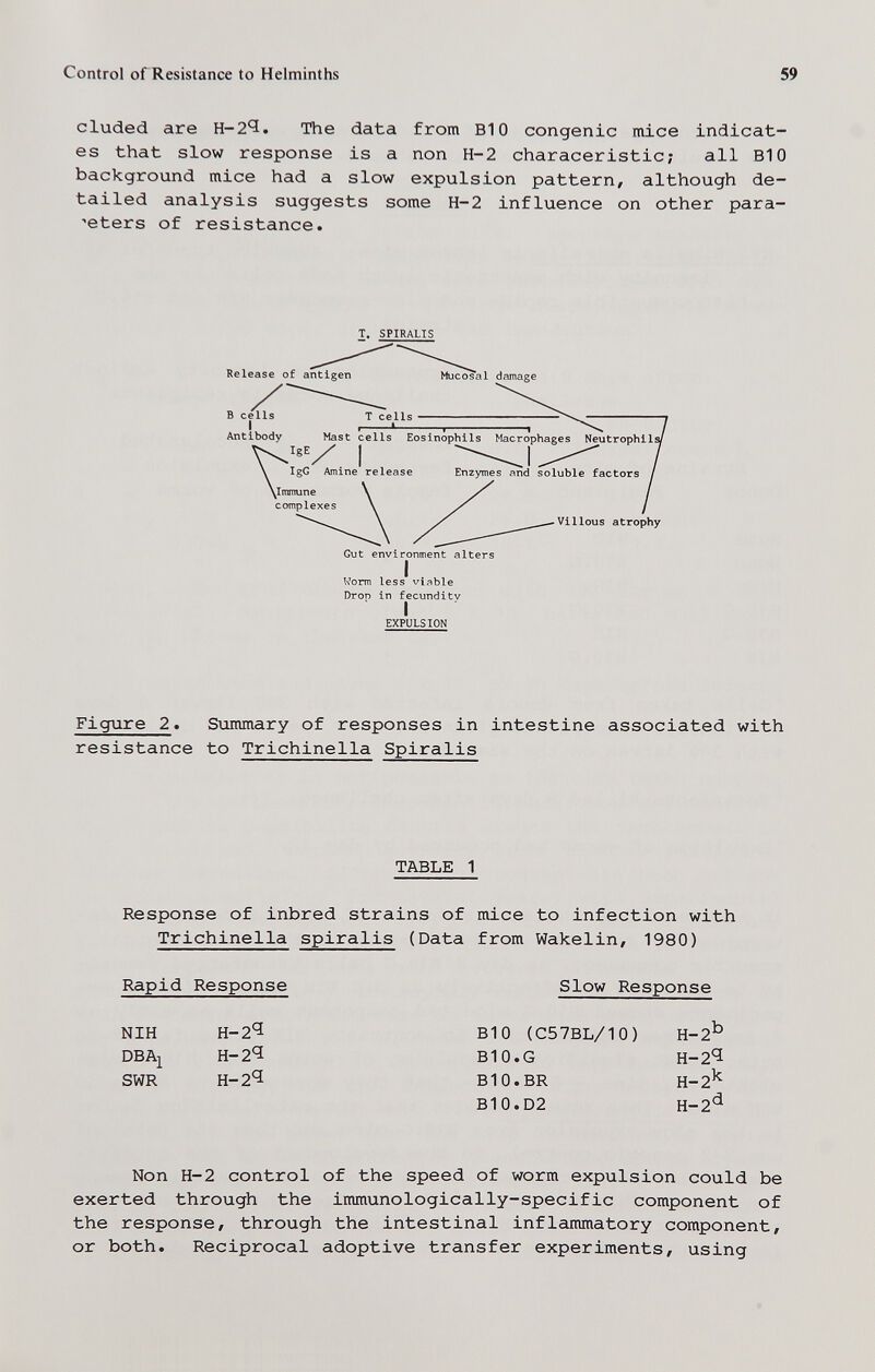 Control of Resistance to Helminths 59 eluded are Н-2'ï. The data from BIO congenie mice indicat¬ es that slow response is a non H-2 characeristic; all BIO background mice had a slow expulsion pattern, although de¬ tailed analysis suggests some H-2 influence on other para¬ meters of resistance. T. SPIRALIS Release of antigen В cells I Antibody Mast cells Eosinophils Macrophages Neutrophils I ^  \ IgG Amine release Enzymes and soluble factors \lmmune complexes Villous atrophy Gut environment alters Worm less viable Drop in fecundity EXPULSION Figure 2. Summary of responses in intestine associated with resistance to Trichinella Spiralis TABLE 1 Response of inbred strains of mice to infection with Trichinella spiralis (Data from Wakelin, 1980) Rapid Response Slow Response NIH H-2^ BIO (C57BL/10) H-2^' DBAi Н-2'З B10.G H-2^ Н-г'^ BIO. BR H-2^ SWR Non H-2 control of the speed of worm expulsion could be exerted through the immunologically-specific component of the response, through the intestinal inflammatory component, or both. Reciprocal adoptive transfer experiments, using