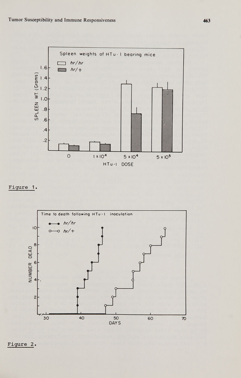 Tumor Susceptibility and Immune Responsiveness Spleen weights ofHTu-l bearing mice I—I hr/hr 0 xlO* SxlO'* HTu-l DOSE 5 X 10' Figure 1. DAYS Figure 2»