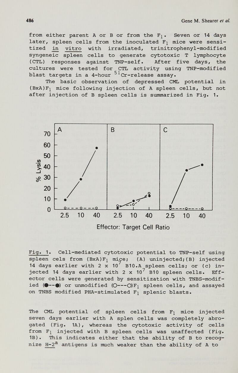 486 Gene M. Shearer et al. from either parent A or В or from the Fj^. Seven or 14 days later, spleen cells from the inoculated mice were sensi¬ tized vitro with irradiated, trinitrophenyl-modified syngeneic spleen cells to generate cytotoxic T lymphocyte (CTL) responses against TNP-self. After five days, the cultures were tested for CTL activity using TNP-modified blast targets in a 4-hour ^^Cr-release assay. The basic observation of depressed CML potential in (BxA)F]^ mice following injection of A spleen cells, but not after injection of В spleen cells is summarized in Fig. 1. 2.5 10 40 2.5 10 40 2.5 10 40 Effector: Target Cell Ratio Fig. 1. Cell-mediated cytotoxic potential to TNP-self using spleen eels from (BxA)F]^ mice; (A) uninjected; (B) injected 14 days earlier with 2 x 10 BIO.A spleen cells; or (c) in¬ jected 14 days earlier with 2 x 10^ BIO spleen cells. Eff¬ ector cells were generated by sensitization with TNBS-modif- ied (•—•) or unmodified (O 0)F]^ spleen cells, and assayed on TNBS modified PHA-stimulated F^ splenic blasts. The CML potential of spleen cells from F^ mice injected seven days earlier with A splen cells was completely abro¬ gated (Fig. 1A), whereas the cytotoxic activity of cells from F]^ injected with В spleen cells was unaffected (Fig. IB). This indicates either that the ability of В to recog¬ nize H-2^ antigens is much weaker than the ability of A to