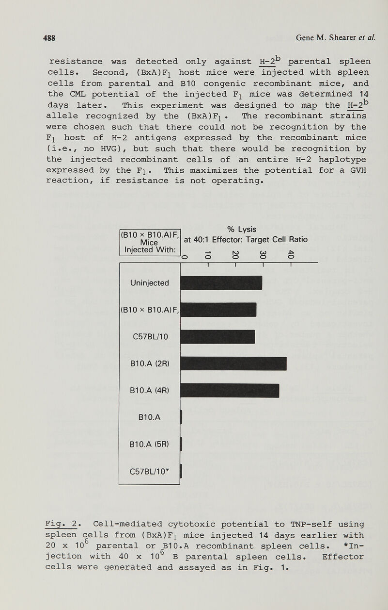 488 Gene M. Shearer et al. resistance was detected only against H-2^ parental spleen cells. Second, (BxA)F2^ host mice were injected with spleen cells from parental and BIO congenie recombinant mice, and the CML potential of the injected mice was determined 14 days later. This experiment was designed to map the H-2^ allele recognized by the (BxA)F]^ . The recombinant strains were chosen such that there could not be recognition by the Fj host of H-2 antigens expressed by the recombinant mice (i.e., no HVG), but such that there would be recognition by the injected recombinant cells of an entire H-2 haplotype expressed by the F^. This maximizes the potential for a GVH reaction, if resistance is not operating. (BIO X B10.A)F, Mice Injected With: % Lysis at 40:1 Effector: Target Cell Ratio Un injected (BIO X BIO.AIF, C57BU10 B10.A (2R) B10.A (4R) B10.A BIO.A (5R) C57BU10' Fig. 2. Cell-mediated cytotoxic potential to TNP-self using spleen cells from (BxA)F]^ mice injected 14 days earlier with 20 x 10 parental or BIO.A recombinant spleen cells. ♦in¬ jection with 40 X 10^ В parental spleen cells. Effector cells were generated and assayed as in Fig. 1.