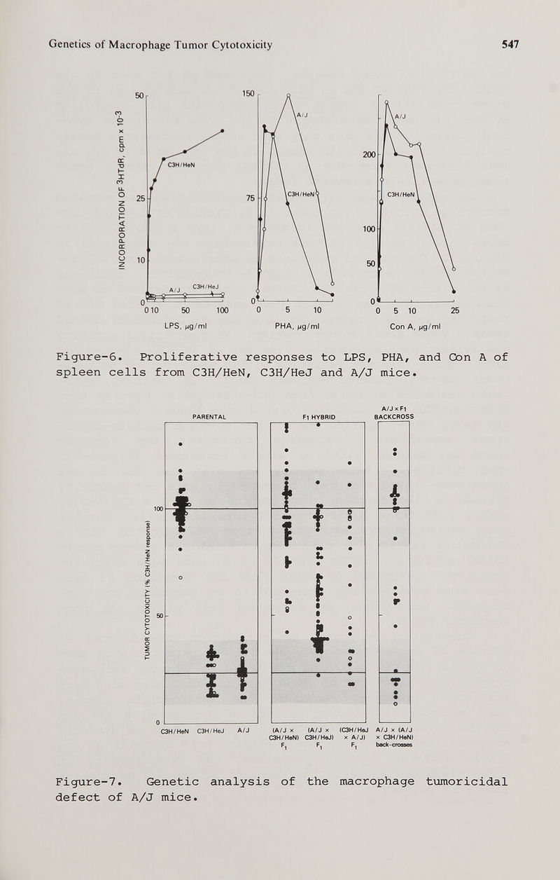 Genetics of Macrophage Tumor Cytotoxicity 547 a: ■o I CO Z О Ь < CE О Û. ÛC о u 150 75 010 50 100 LPS, О 5 10 PHA, мд/пп1 о 5 10 25 Con А, ^ig/ml Figure-б. Proliferative responses to LPS, РИА, and Con A of spleen cells from C3H/HeN, C3H/HeJ and A/J mice. Fl HYBRID A/J X Fl BACKCROSS C3H/HeN C3H/HeJ A/J (A/J ж (A/J X (C3H/HeJ A/J X (A/J C3H/HeN) C3H/HeJ) x A/J) x C3H/HeN) F^ F.| back-crosses ■^1 Figure-7. Genetic analysis of the macrophage tumoricidal defect of A/J mice.