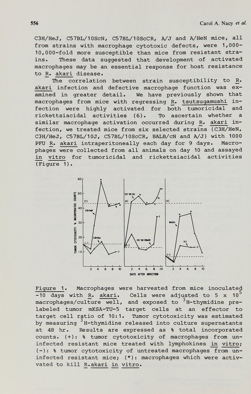 556 Carol A. Nacy et al. СЗН/HeJ, C57BL/10SCN, C57BL/1OScCR, А/J and A/HeN mice/ all from strains with macrophage cytotoxic defects/ were 1/000- 10/000-fold more susceptible than mice from resistant stra¬ ins. These data suggested that development of activated macrophages may be an essential response for host resistance to R. akari disease. The correlation between strain susceptibility to R. akari infection and defective macrophage function was ex¬ amined in greater detail. We have previously shown that macrophages from mice with regressing R. tsutsugamushi in¬ fection were highly activated for both tumoricidal and rickettsiacidal activities (6). To ascertain whether a similar macrophage activation occurred during R. akari in¬ fection, we treated mice from six selected strains (СЗН/HeN/ СЗН/HeJ/ C57BL/10J, C57BL/1OScCR, BALB/cN and A/J) with 1000 PFU R. akari intraperitoneally each day for 9 days. Macro¬ phages were collected from all animals on day 10 and assayed in vitro for tumoricidal and rickettsiacidal activities (Figure 1). DAYS AFTER MRCTKM Figure 1. Macrophages were harvested from mice inoculated -10 days with R. akari. Cells were adjusted to 5 x 10^ macrophages/culture well/ and exposed to ^H-thymidine pre- labeled tumor mKSA-TU-5 target cells at an effector to target cell ratio of 10:1. Tumor cytotoxicity was estimated by measuring H-thymidine released into culture supernatants at 48 hr. Results are expressed as % total incorporated counts. (+); % tumor cytotoxicity of macrophages from un¬ infected resistant mice treated with lymphokines in vitro; (-): % tumor cytotoxicity of untreated macrophages from un¬ infected resistant mice; (*): macrophages which were activ- vated to kill R.akari in vitro.