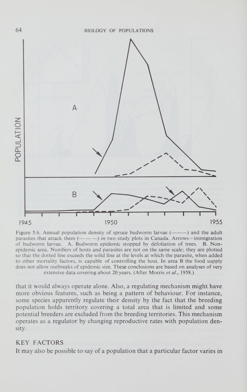 Figure 5.6. Annual population density of spruce budworm larvae ( ) and the adult parasites that attack them ( ) in two study plots in Canada. Arrows = immigration of budworm larvae. A. Budworm epidemic stopped by defoliation of trees. B. Non epidemic area. Numbers of hosts and parasites are not on the same scale; they are plotted so that the dotted line exceeds the solid line at the levels at which the parasite, when added to other mortality factors, is capable of controlling the host. In area B the food supply does not allow outbreaks of epidemic size. These conclusions are based on analyses of very extensive data covering about 20 years. (After Morris et al., 1958.) that it would always operate alone. Also, a regulating mechanism might have more obvious features, such as being a pattern of behaviour. For instance, some species apparently regulate their density by the fact that the breeding population holds territory covering a total area that is limited and some potential breeders are excluded from the breeding territories. This mechanism operates as a regulator by changing reproductive rates with population den sity. KEY FACTORS It may also be possible to say of a population that a particular factor varies in