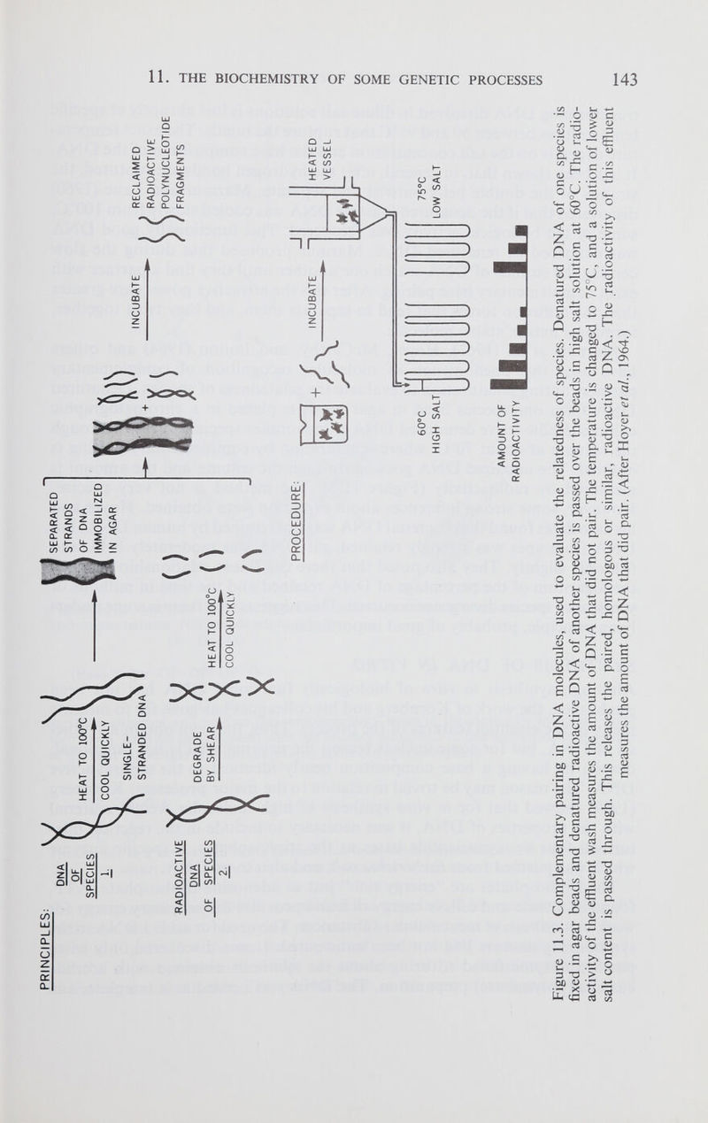 PRINCIPLES: DEGRADE BY SHEAR X X X SEPARATED STRANDS OF DNA IMMOBILIZED IN AGAR HEAT TO 100°C COOL QUICKLY u 0 INCUBATE RECLAIMED RADIOACTIVE POLYNUCLEOTIDE FRAGMENTS PROCEDURE: -f A- INCUBATE HEATED VESSEL y 60°C HIGH SALT 75°C LOW SALT AMOUNT OF RADIOACTIVITY III- Figure 11.3. Complementary pairing in DNA molecules, used to evaluate the relatedness of species. Denatured DNA of one species is fixed in agar beads and denatured radioactive DNA of another species is passed over the beads in high salt solution at 60°C. The radio activity of the effluent wash measures the amount of DNA that did not pair. The temperature is changed to 75°C, and a solution of lower salt content is passed through. This releases the paired, homologous or similar, radioactive DNA. The radioactivity of this effluent h _ i measures the amount of DNA that did pair. (After Hoyer et al., 1964.) 11. THE BIOCHEMISTRY OF SOME GENETIC PROCESSES