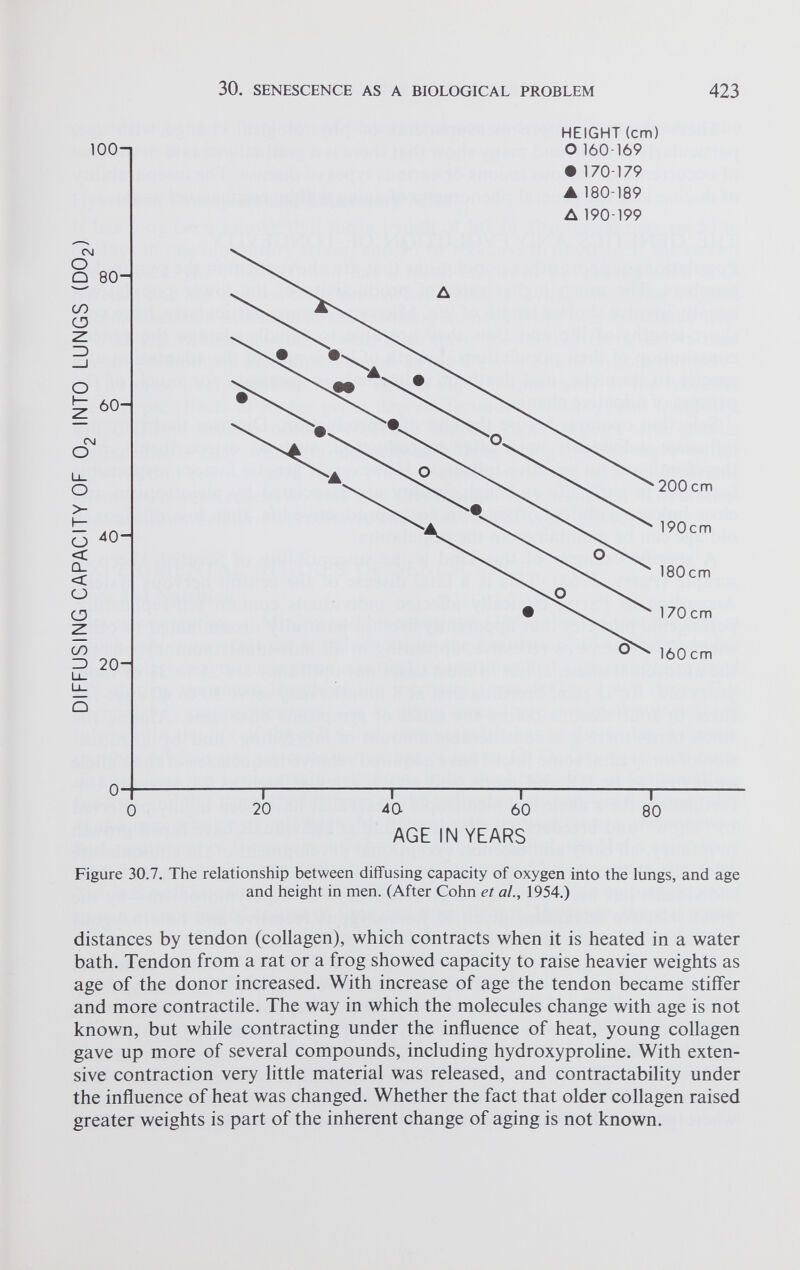 HEIGHT (cm) Figure 30.7. The relationship between diffusing capacity of oxygen into the lungs, and age and height in men. (After Cohn et al., 1954.) distances by tendon (collagen), which contracts when it is heated in a water bath. Tendon from a rat or a frog showed capacity to raise heavier weights as age of the donor increased. With increase of age the tendon became stiffer and more contractile. The way in which the molecules change with age is not known, but while contracting under the influence of heat, young collagen gave up more of several compounds, including hydroxyproline. With exten sive contraction very little material was released, and contractability under the influence of heat was changed. Whether the fact that older collagen raised greater weights is part of the inherent change of aging is not known.