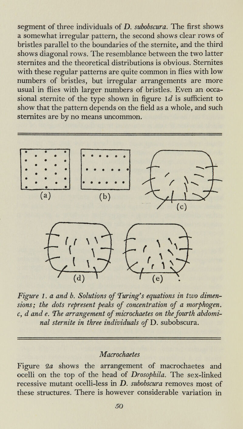 segment of three individuals of D. subobscura. The first shows a somewhat irregular pattern, the second shows clear rows of bristles parallel to the boundaries of the sternite, and the third shows diagonal rows. The resemblance between the two latter sterni tes and the theoretical distributions is obvious. Sternites with these regular patterns are quite common in flies with low numbers of bristles, but irregular arrangements are more usual in flies with larger numbers of bristles. Even an occa¬ sional sternite of the type shown in figure li/ is sufficient to show that the pattern depends on the field as a whole, and such stemites are by no means uncommon. (a) ÍC) Figure 1. a and b. Solutions of Turing's equations in two dimen¬ sions; the dots represent peaks of concentration of a morphogen. c, d and e. The arrangement of microchaetes on the fourth abdomi¬ nal sternite in three individuals of D. subobscura. Macrochaetes Figure 2a shows the arrangement of macrochaetes and ocelli on the top of the head of Drosophila. The sex-linked recessive mutant ocelli-less in D. subobscura removes most of these structures. There is however considerable variation in 50