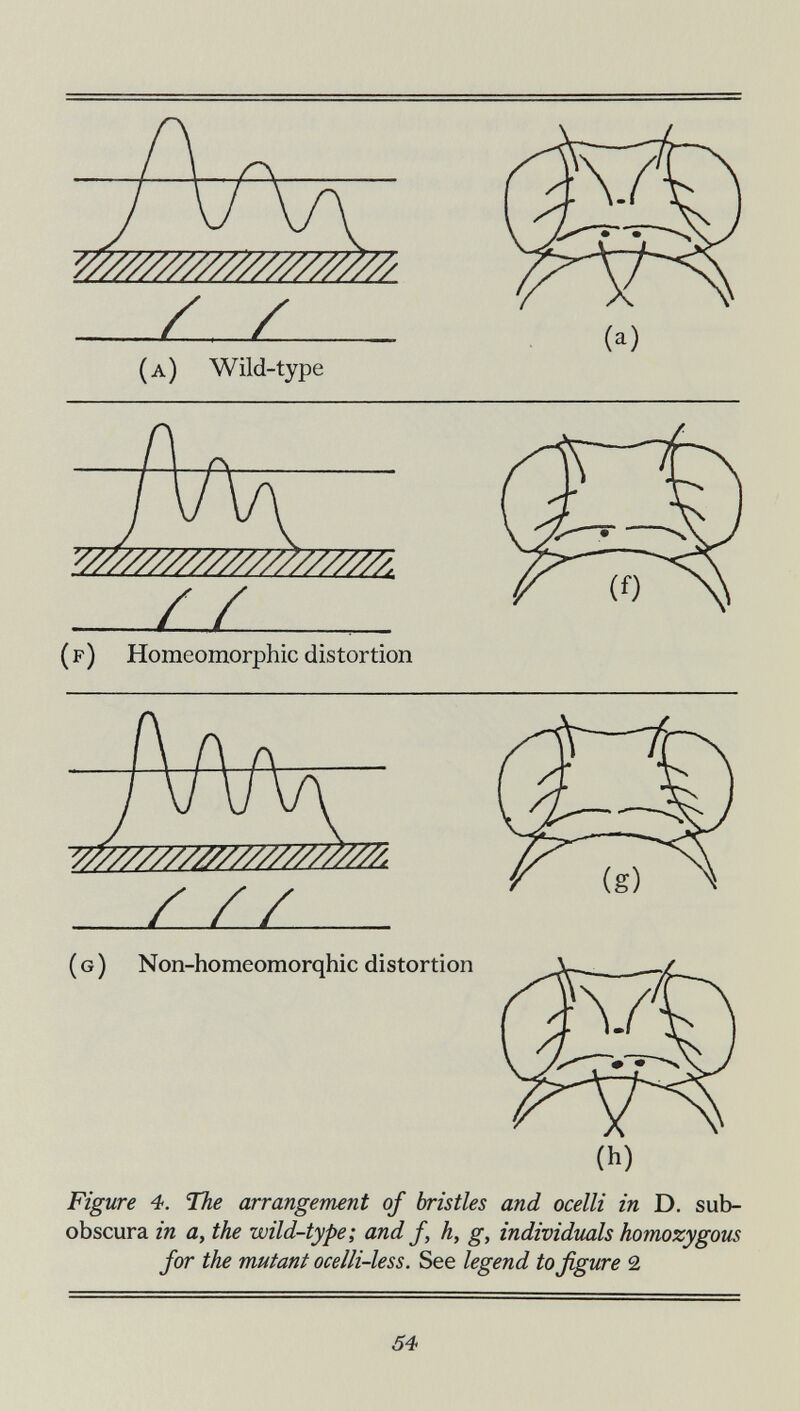 / / (a) Wild-type (a) (f) Homeomorphic distortion (g) Non-homeomorqhic distortion Figure 4. The arrangement of bristles and ocelli in D. sub- obscura in a, the wild-type; and f, h, g, individuáis homozygous for the mutant ocelli-less. See legend to figure 2 54