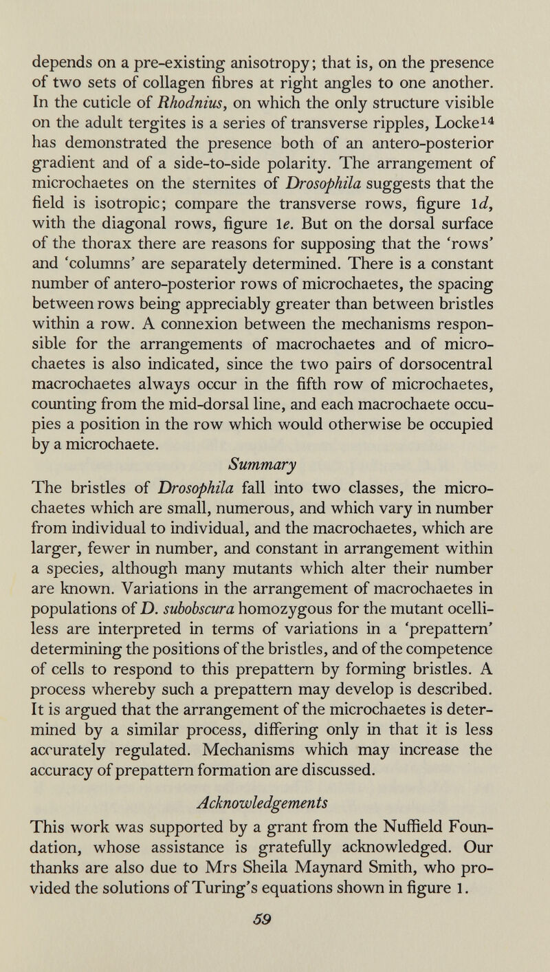 depends on a pre-existing anisotropy; that is, on the presence of two sets of collagen fibres at right angles to one another. In the cuticle of Rhodnius, on which the only structure visible on the adult tergites is a series of transverse ripples, Locke^^ has demonstrated the presence both of an antero-posterior gradient and of a side-to-side polarity. The arrangement of microchaetes on the sternites of Drosophila suggests that the field is isotropic; compare the transverse rows, figure \d, with the diagonal rows, figure le. But on the dorsal surface of the thorax there are reasons for supposing that the 'rows' and 'columns' are separately determined. There is a constant number of antero-posterior rows of microchaetes, the spacing between rows being appreciably greater than between bristles within a row. A connexion between the mechanisms respon¬ sible for the arrangements of macrochaetes and of micro¬ chaetes is also indicated, since the two pairs of dorsocentral macrochaetes always occur in the fifth row of microchaetes, counting from the mid-dorsal line, and each macrochaete occu¬ pies a position in the row which would otherwise be occupied by a microchaete. Summary The bristles of Drosophila fall into two classes, the micro¬ chaetes which are small, numerous, and which vary in number from individual to individual, and the macrochaetes, which are larger, fewer in number, and constant in arrangement within a species, although many mutants which alter their number are known. Variations in the arrangement of macrochaetes in populations of D. subobscura homozygous for the mutant ocelli- less are interpreted in terms of variations in a 'prepattern' determining the positions of the bristles, and of the competence of cells to respond to this prepattern by forming bristles. A process whereby such a prepattern may develop is described. It is argued that the arrangement of the microchaetes is deter¬ mined by a similar process, differing only in that it is less accurately regulated. Mechanisms which may increase the accuracy of prepattern formation are discussed. Acknowledgements This work was supported by a grant from the Nuffield Foun¬ dation, whose assistance is gratefully acknowledged. Our thanks are also due to Mrs Sheila Maynard Smith, who pro¬ vided the solutions of Turing's equations shown in figure 1. 59