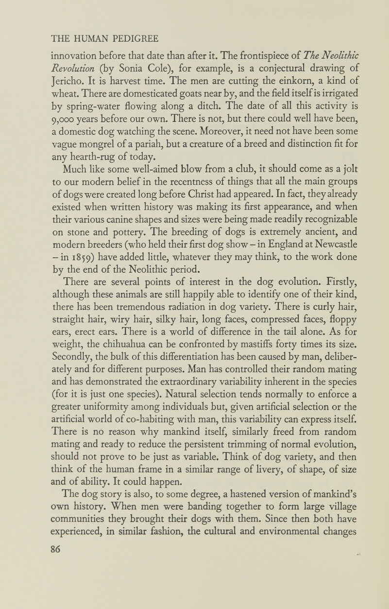 THE HUMAN PEDIGREE innovation before that date than after it. The frontispiece of The Neolithic Revolution (by Sonia Cole), for example, is a conjectural drawing of Jericho. It is harvest time. The men are cutting the einkorn, a kind of wheat. There are domesticated goats near by, and the field itself is irrigated by spring-water flowing along a ditch. The date of all this activity is 9,000 years before our own. There is not, but there could well have been, a domestic dog watching the scene. Moreover, it need not have been some vague mongrel of a pariah, but a creature of a breed and distinction fit for any hearth-rug of today. Much like some well-aimed blow from a club, it should come as a jolt to our modern belief in the recentness of things that all the main groups of dogs were created long before Christ had appeared. In fact, they already existed when written history was making its first appearance, and when their various canine shapes and sizes were being made readily recognizable on stone and pottery. The breeding of dogs is extremely ancient, and modern breeders (who held their first dog show - in England at Newcastle - in 1859) have added little, whatever they may think, to the work done by the end of the Neolithic period. There are several points of interest in the dog evolution. Firstly, although these animals are still happily able to identify one of their kind, there has been tremendous radiation in dog variety. There is curly hair, straight hair, wiry hair, silky hair, long faces, compressed faces, floppy ears, erect ears. There is a world of difference in the tail alone. As for weight, the chihuahua can be confronted by mastiffs forty times its size. Secondly, the bulk of this differentiation has been caused by man, deliber¬ ately and for different purposes. Man has controlled their random mating and has demonstrated the extraordinary variability inherent in the species (for it is just one species). Natural selection tends normally to enforce a greater uniformity among individuals but, given artificial selection or the artificial world of co-habiting with man, this variability can express itself. There is no reason why mankind itself, similarly freed from random mating and ready to reduce the persistent trimming of normal evolution, should not prove to be just as variable. Think of dog variety, and then think of the human frame in a similar range of livery, of shape, of size and of ability. It could happen. The dog story is also, to some degree, a hastened version of mankind's own history. When men were banding together to form large village communities they brought their dogs with them. Since then both have experienced, in similar fashion, the cultural and environmental changes 86