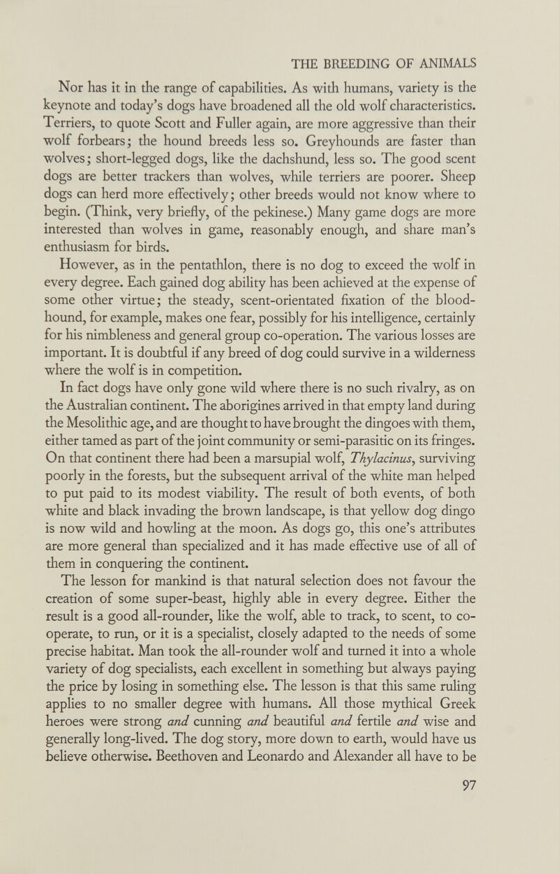 THE BREEDING OF ANIMALS Nor has it in the range of capabilities. As with humans, variety is the keynote and today's dogs have broadened all the old wolf characteristics. Terriers, to quote Scott and Fuller again, are more aggressive than their wolf forbears; the hound breeds less so. Greyhounds are faster than wolves ; short-legged dogs, like the dachshund, less so. The good scent dogs are better trackers than wolves, while terriers are poorer. Sheep dogs can herd more effectively; other breeds would not know where to begin. (Think, very briefly, of the pekinese.) Many game dogs are more interested than wolves in game, reasonably enough, and share man's enthusiasm for birds. However, as in the pentathlon, there is no dog to exceed the wolf in every degree. Each gained dog ability has been achieved at the expense of some other virtue; the steady, scent-orientated fixation of the blood¬ hound, for example, makes one fear, possibly for his intelligence, certainly for his nimbleness and general group co-operation. The various losses are important. It is doubtful if any breed of dog could survive in a wilderness where the wolf is in competition. In fact dogs have only gone wild where there is no such rivalry, as on the Australian continent. The aborigines arrived in that empty land during the Mesolithic age, and are thought to have brought the dingoes with them, either tamed as part of the joint community or semi-parasitic on its fringes. On that continent there had been a marsupial wolf, Thylacinus^ surviving poorly in the forests, but the subsequent arrival of the white man helped to put paid to its modest viability. The result of both events, of both white and black invading the brown landscape, is that yellow dog dingo is now wild and howling at the moon. As dogs go, this one's attributes are more general than specialized and it has made effective use of all of them in conquering the continent. The lesson for mankind is that natural selection does not favour the creation of some super-beast, highly able in every degree. Either the result is a good all-rounder, like the wolf, able to track, to scent, to co¬ operate, to run, or it is a specialist, closely adapted to the needs of some precise habitat. Man took the all-rounder wolf and turned it into a whole variety of dog specialists, each excellent in something but always paying the price by losing in something else. The lesson is that this same ruling applies to no smaller degree with humans. All those mythical Greek heroes were strong and cunning and beautiful and fertile and wise and generally long-lived. The dog story, more down to earth, would have us believe otherwise. Beethoven and Leonardo and Alexander all have to be 97